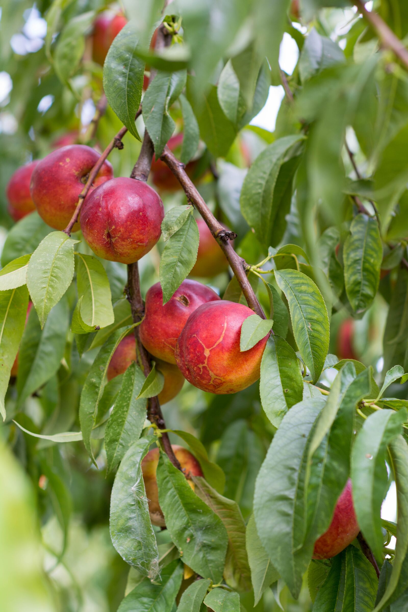 Nikon D5200 sample photo. Nectarine, nectarines, fruit photography