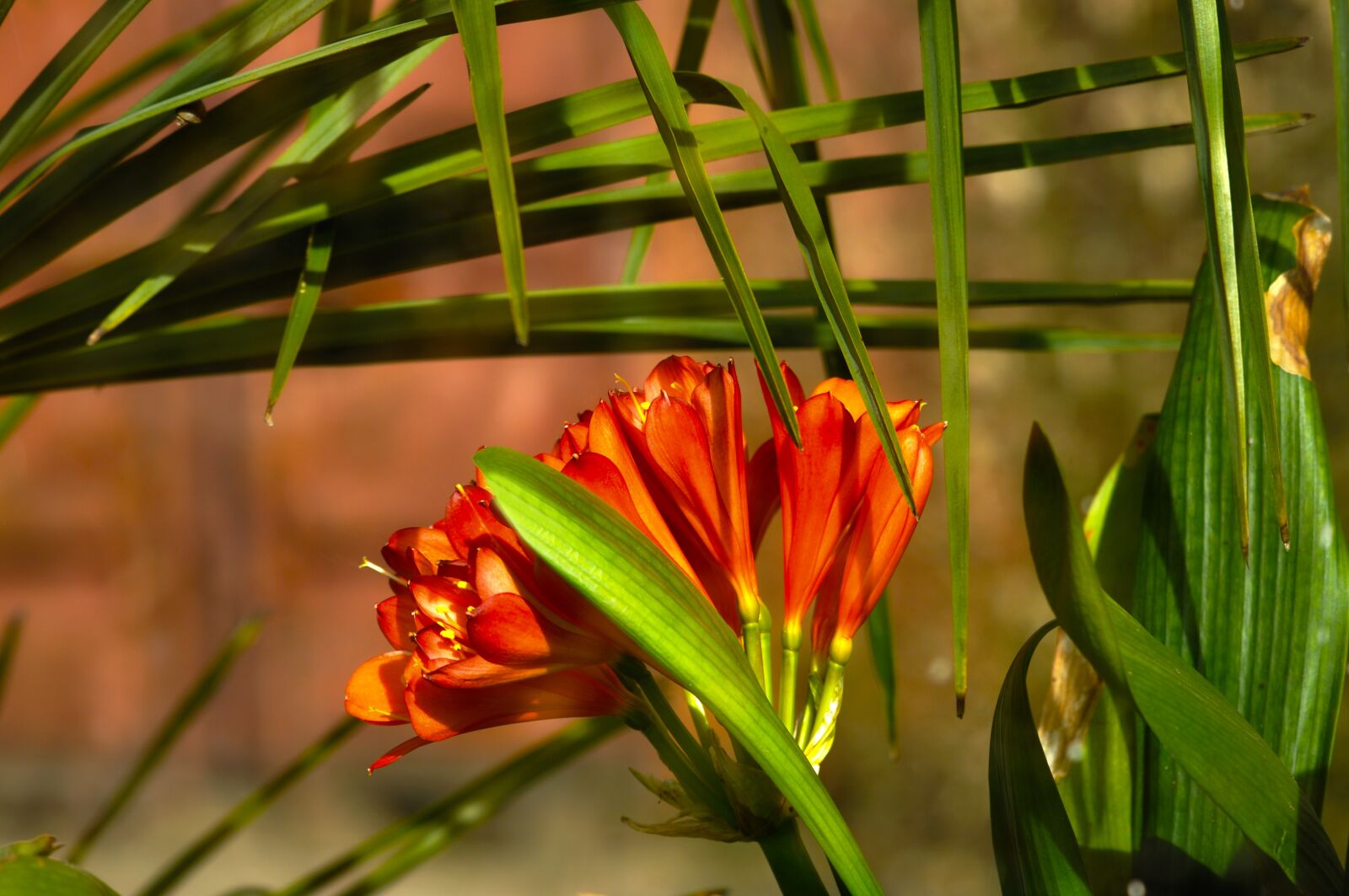 Nikon D90 sample photo. Clivia, flower, plant photography