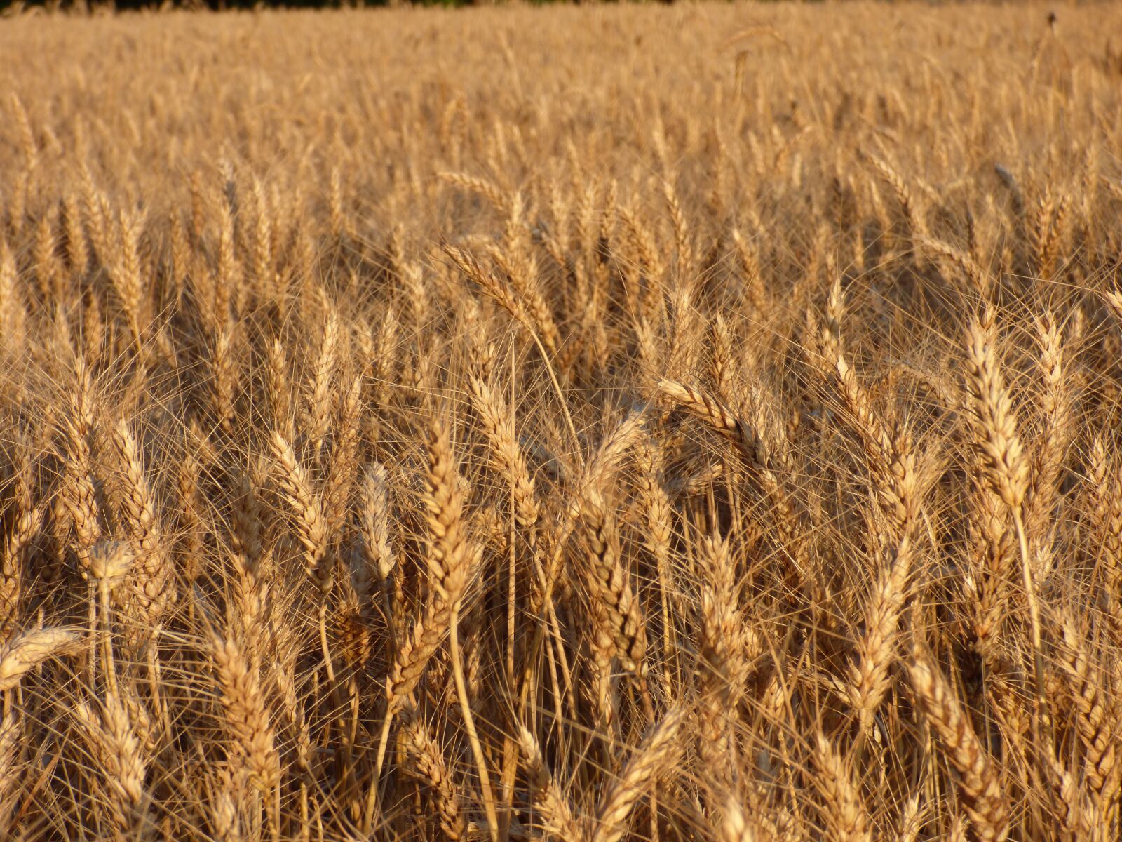 Panasonic DMC-FZ72 sample photo. Cereals, durum wheat, field photography