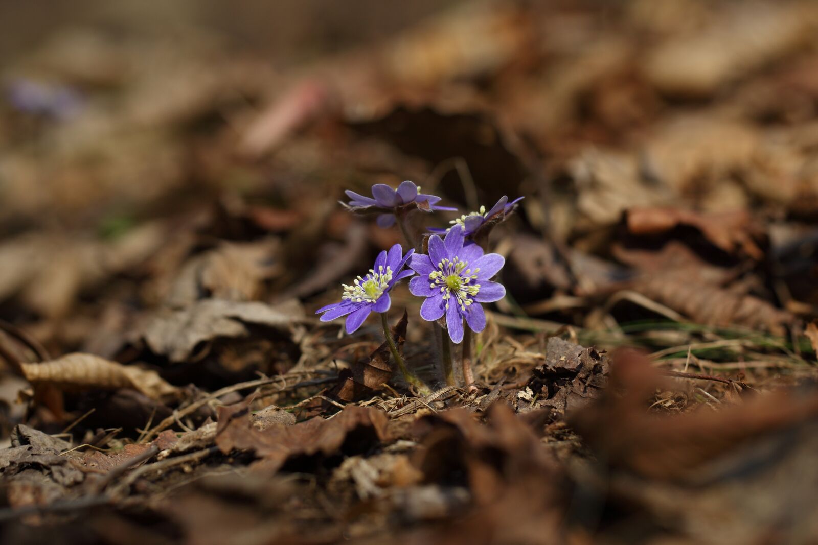 Canon EOS 5D Mark II sample photo. Nature, outdoors, plants photography