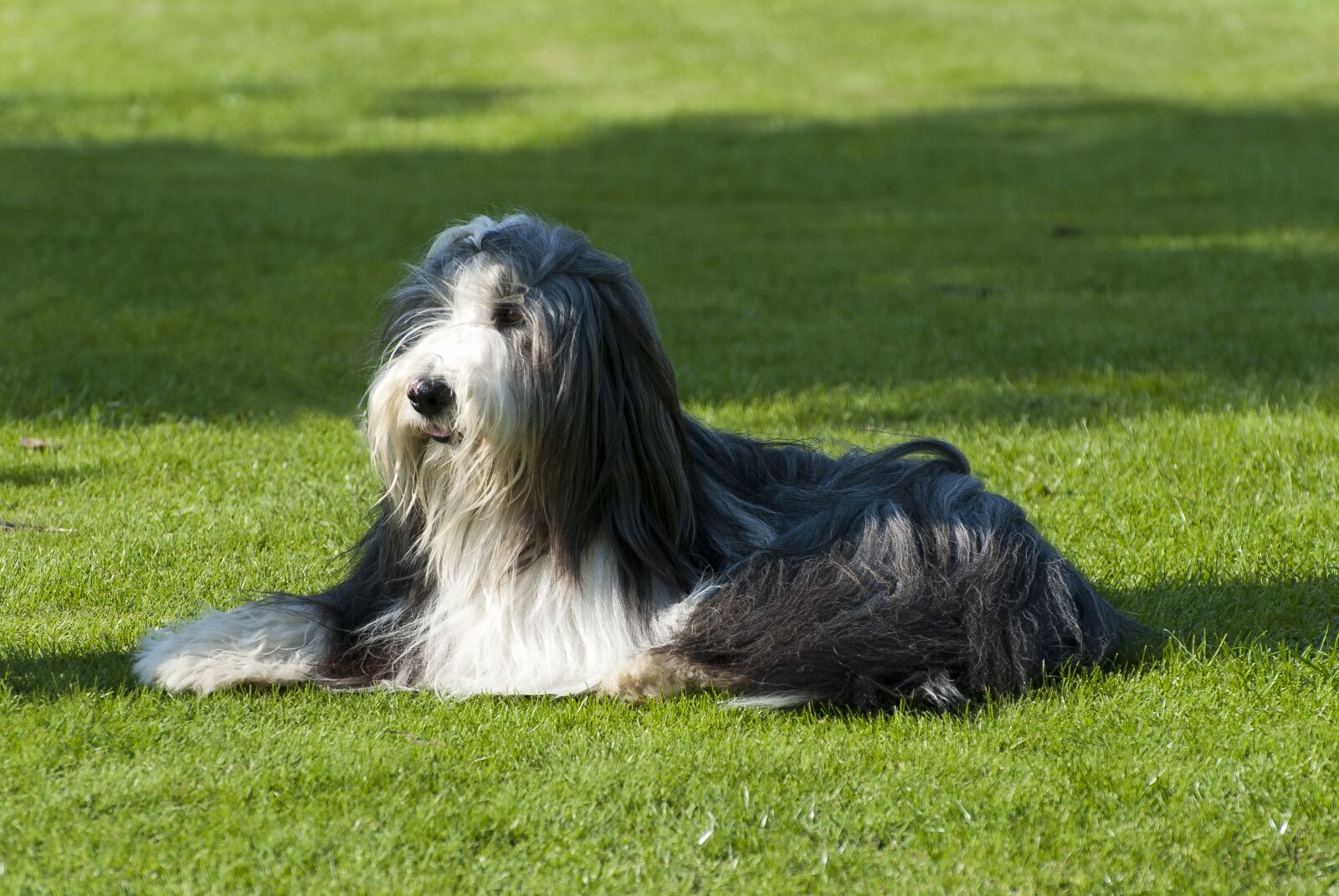 Nikon D80 sample photo. Dog, animal, long haired photography