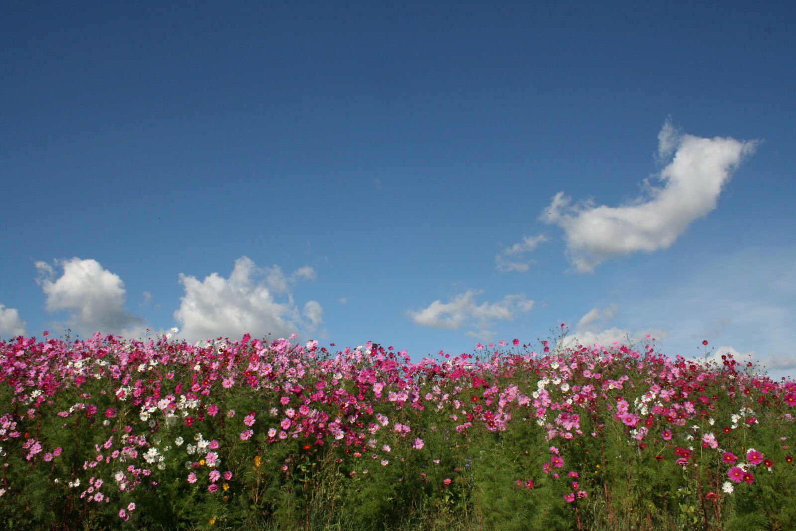 Canon EF-S 18-55mm F3.5-5.6 II sample photo