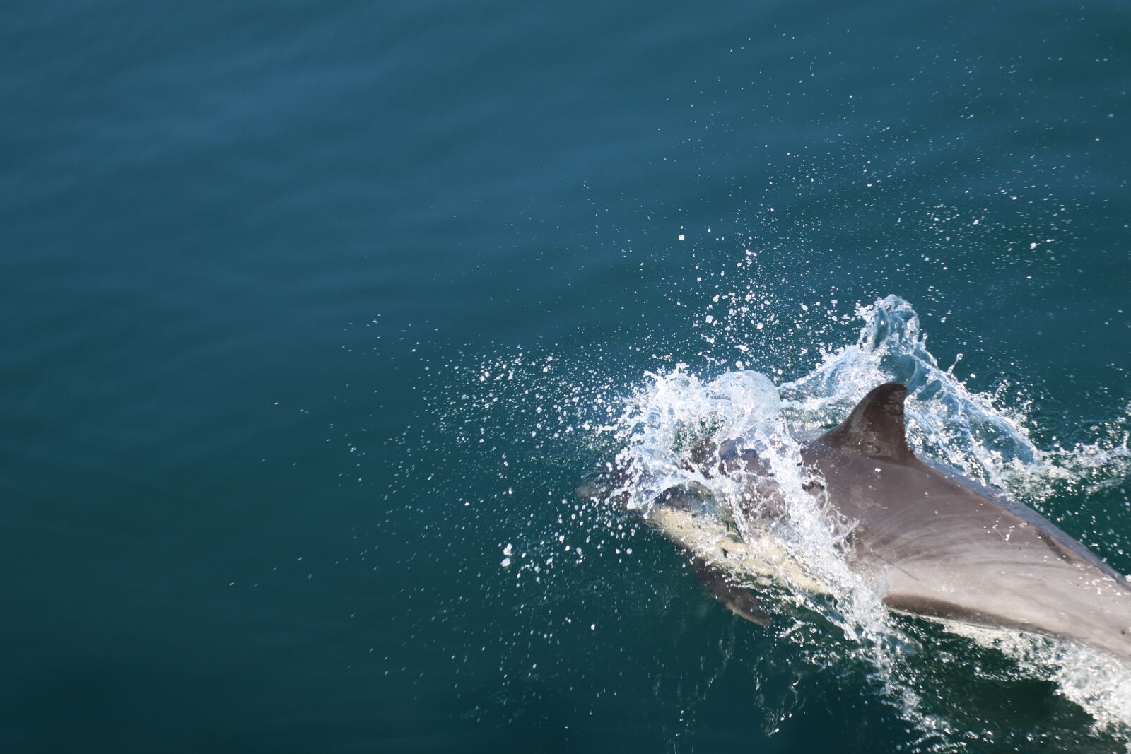 Canon EOS 70D sample photo. Nature, ocean, dolphin photography