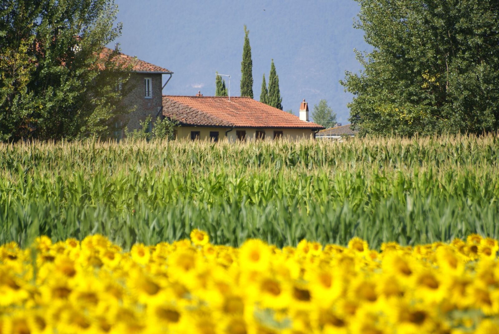 Sony Alpha DSLR-A100 sample photo. Sunflowers, wheat, sky photography