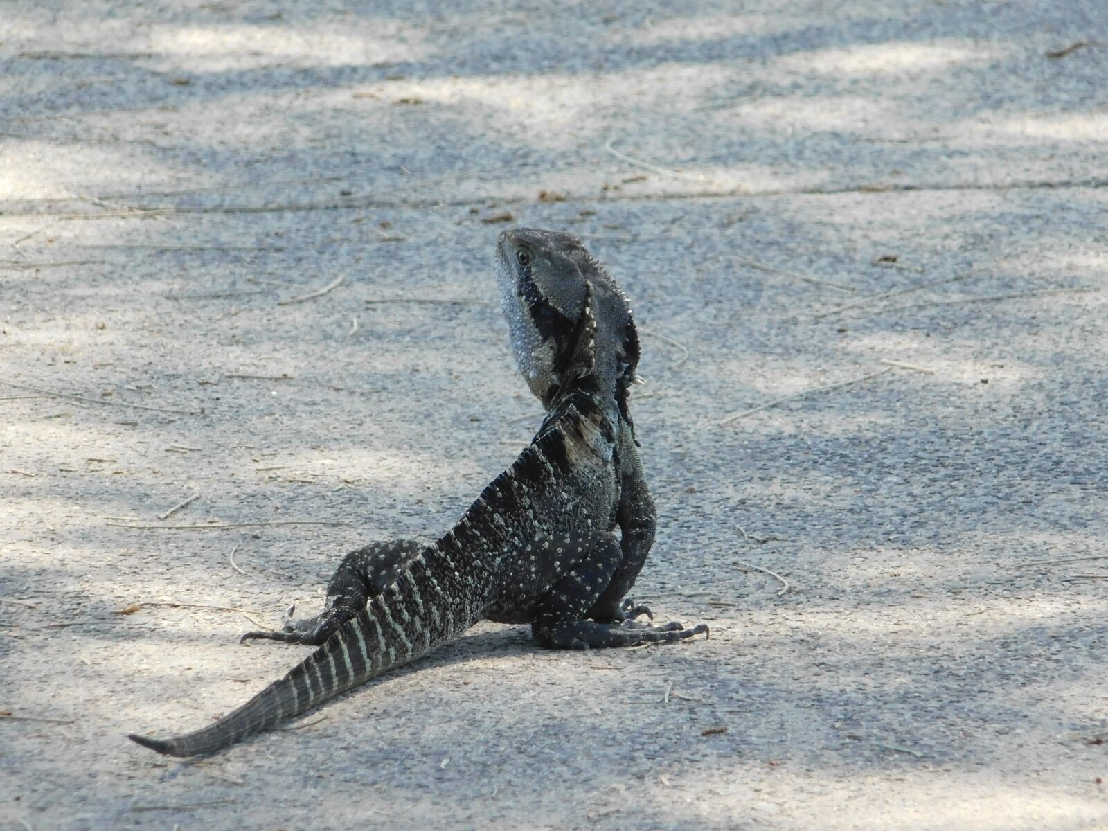 Nikon Coolpix B500 sample photo. Dragon, water dragon, reptile photography