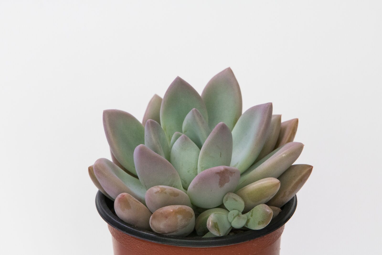 Canon EF 70-200mm F2.8L USM sample photo. Flowers, potted plant, plants photography