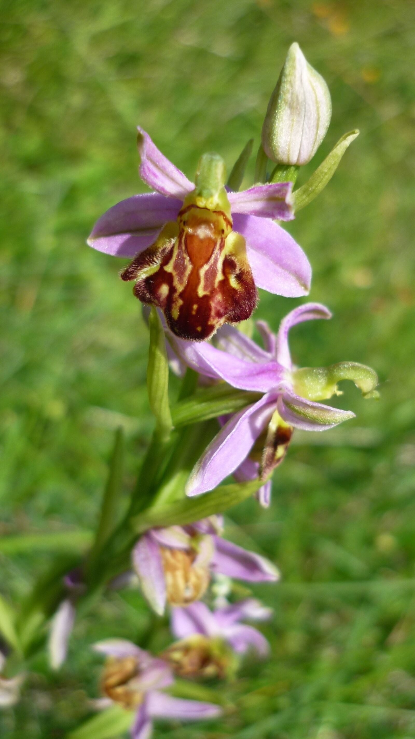 Panasonic Lumix DMC-FS6 sample photo. Bee orchid, german orchid photography