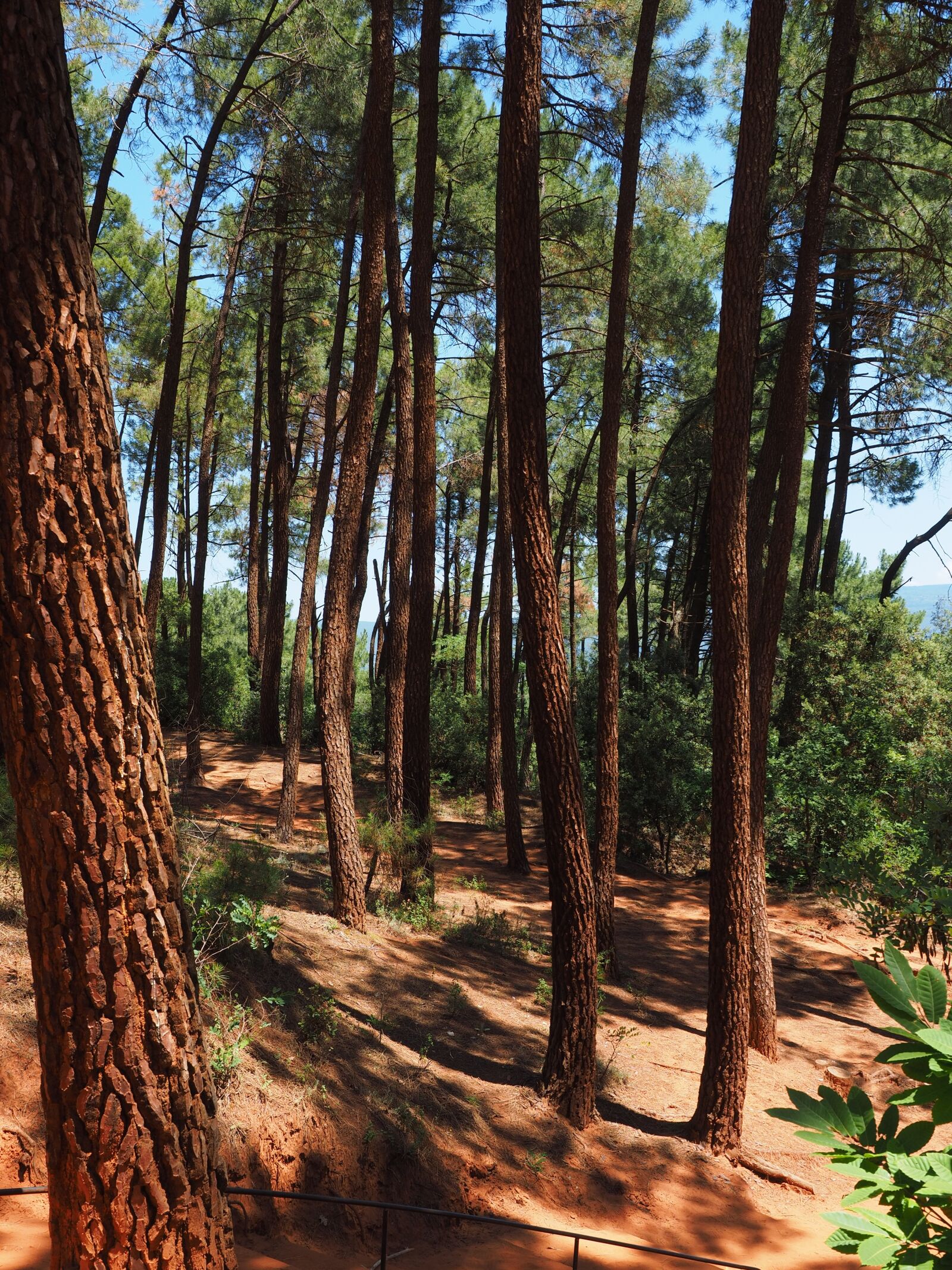 Olympus OM-D E-M1 + Olympus M.Zuiko Digital ED 12-40mm F2.8 Pro sample photo. Pine forest, pine, trees photography