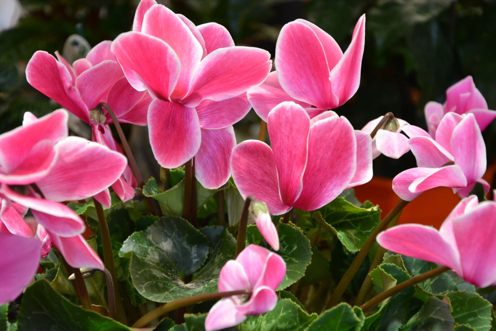 Nikon D5200 sample photo. Flowers, pink white, jardiniere photography