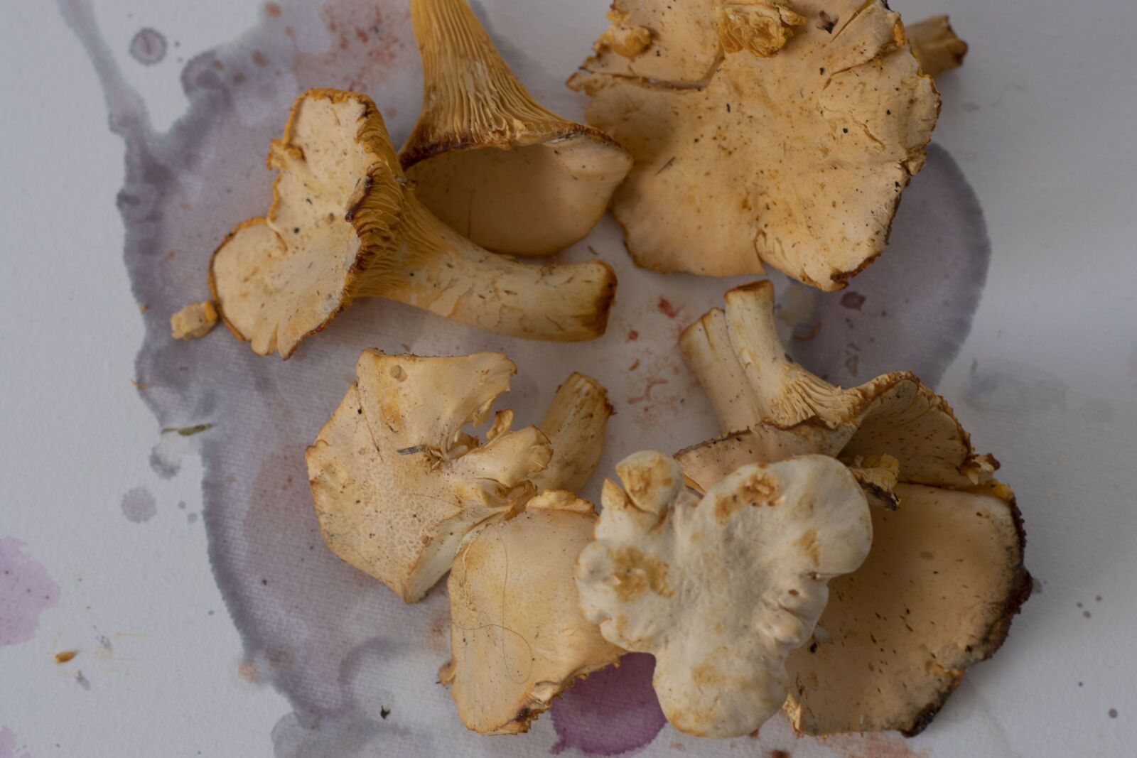 Canon EOS 80D sample photo. Chanterelle, chanterelles, mushrooms photography