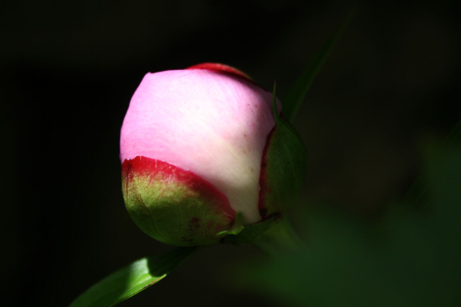 Canon EOS 1000D (EOS Digital Rebel XS / EOS Kiss F) sample photo. Peony, flower, macro photography