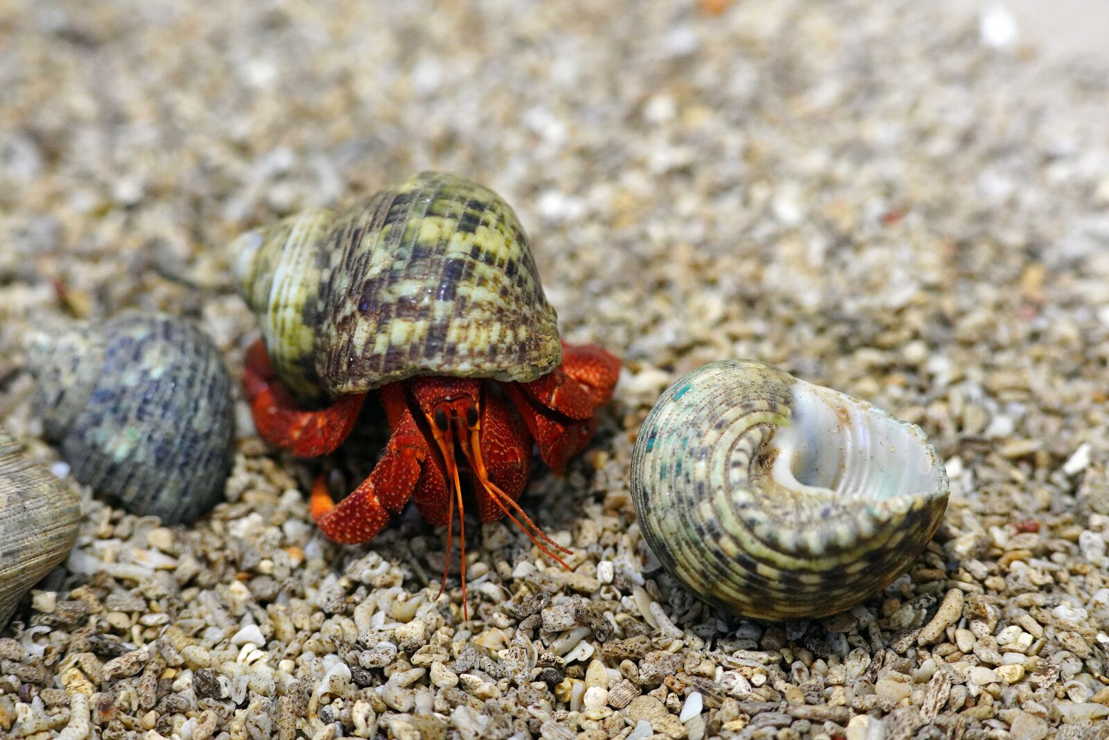 Canon EF 300mm F4L IS USM sample photo. Crab, clam, sea photography