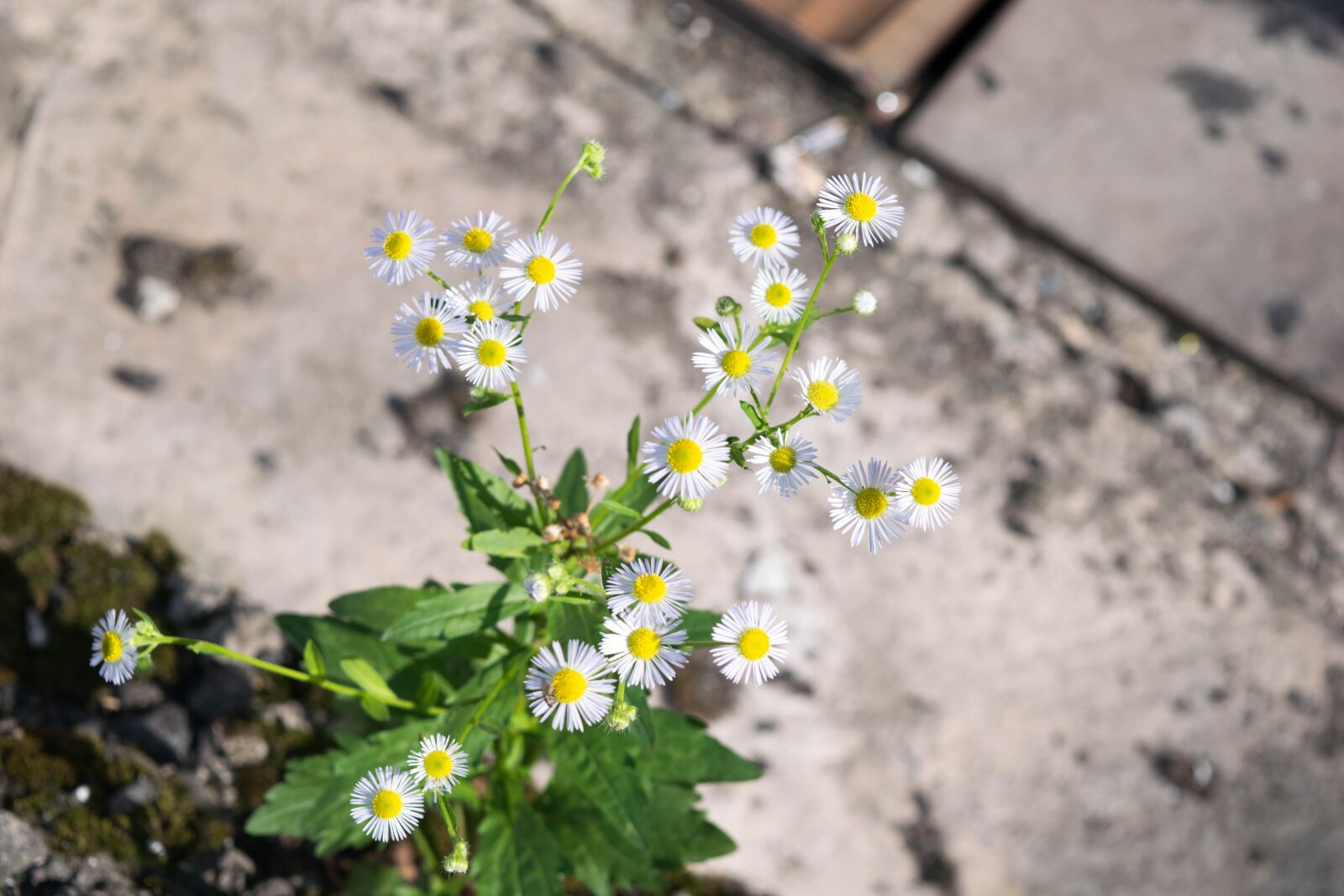 Nikon D5300 sample photo. Flowers, landscape, gil photography