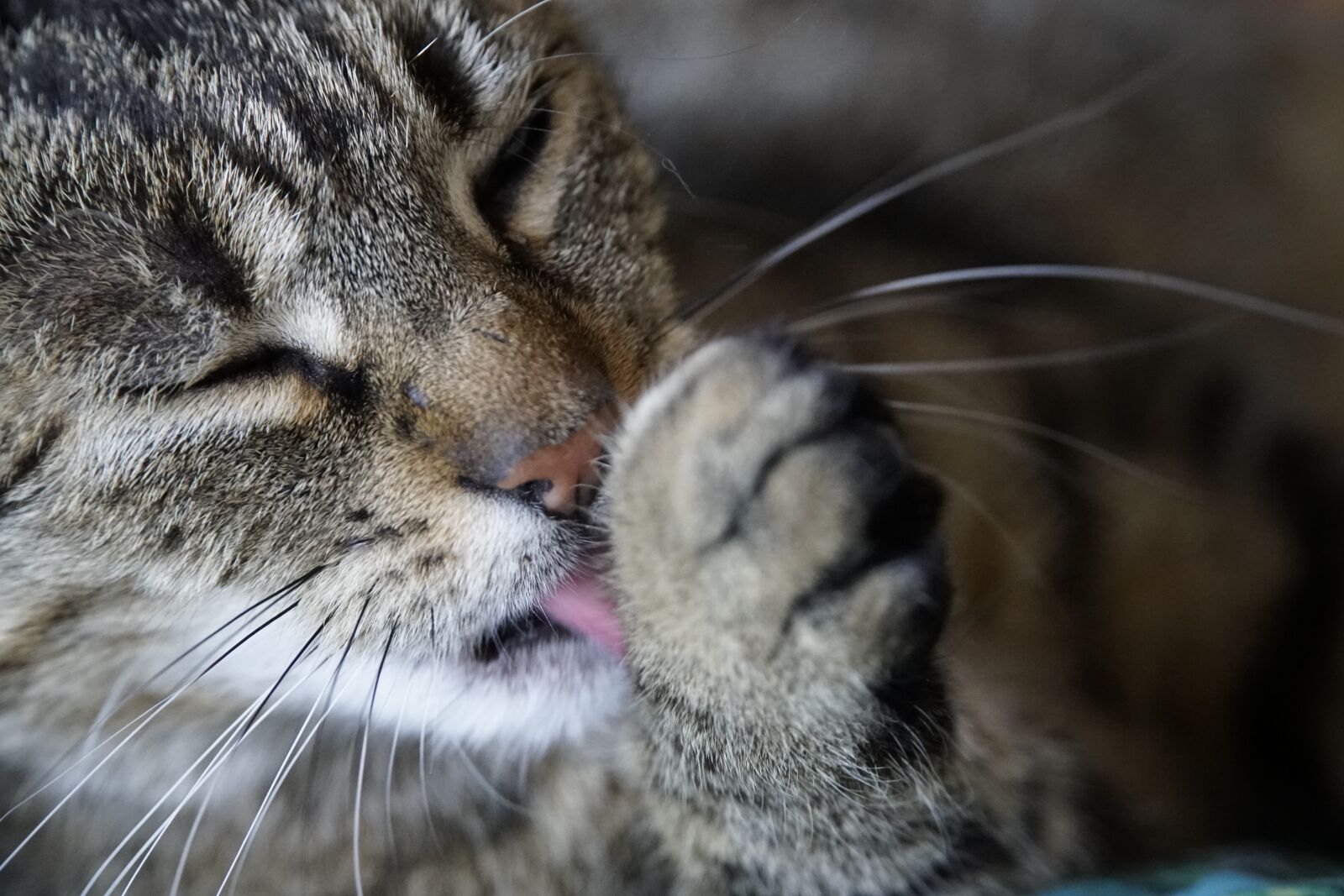 Sony a7R II + Sony E PZ 18-105mm F4 G OSS sample photo. Cat, grooming, animal photography