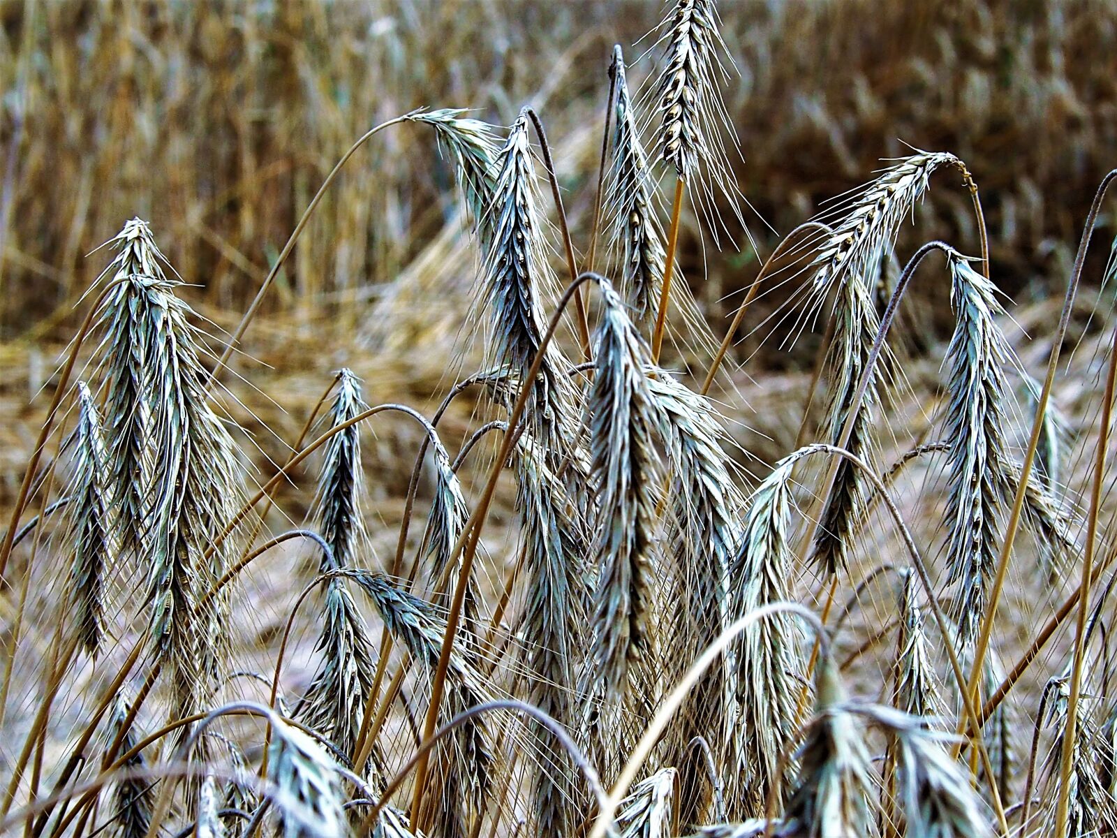 Olympus M.Zuiko Digital ED 40-150mm F4-5.6 R sample photo. Getreide, thanksgiving, ähre photography