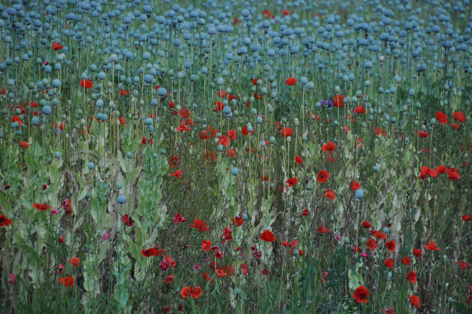 Nikon D90 sample photo. Summer plants, plant, poppy photography