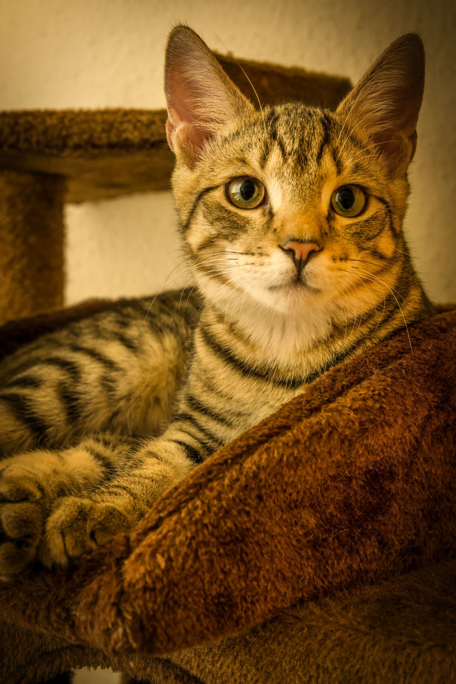 30mm F1.4 DC DN | Contemporary 016 sample photo. Cat, mackerel, lying photography