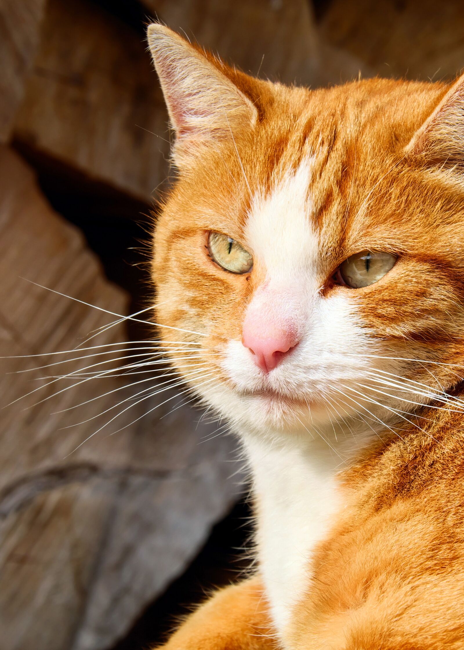Fujifilm XF 55-200mm F3.5-4.8 R LM OIS sample photo. Cat, mackerel, portrait photography