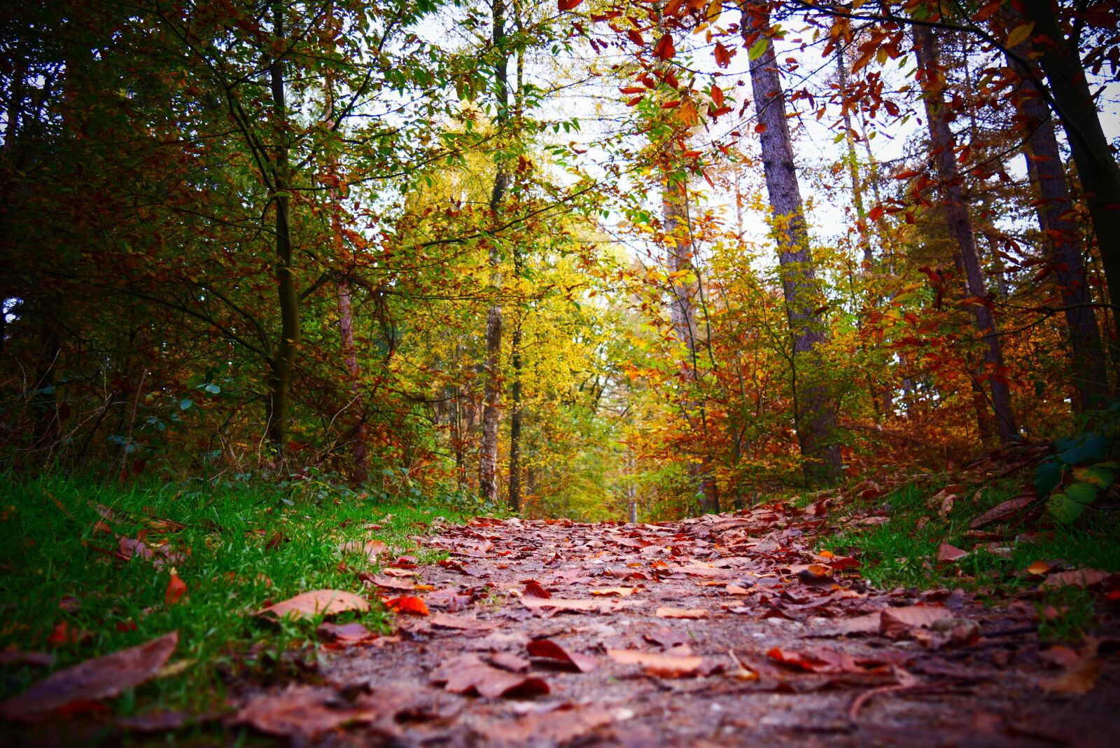 Panasonic Lumix DMC-G85 (Lumix DMC-G80) sample photo. Autumn, autumn forest, fall photography