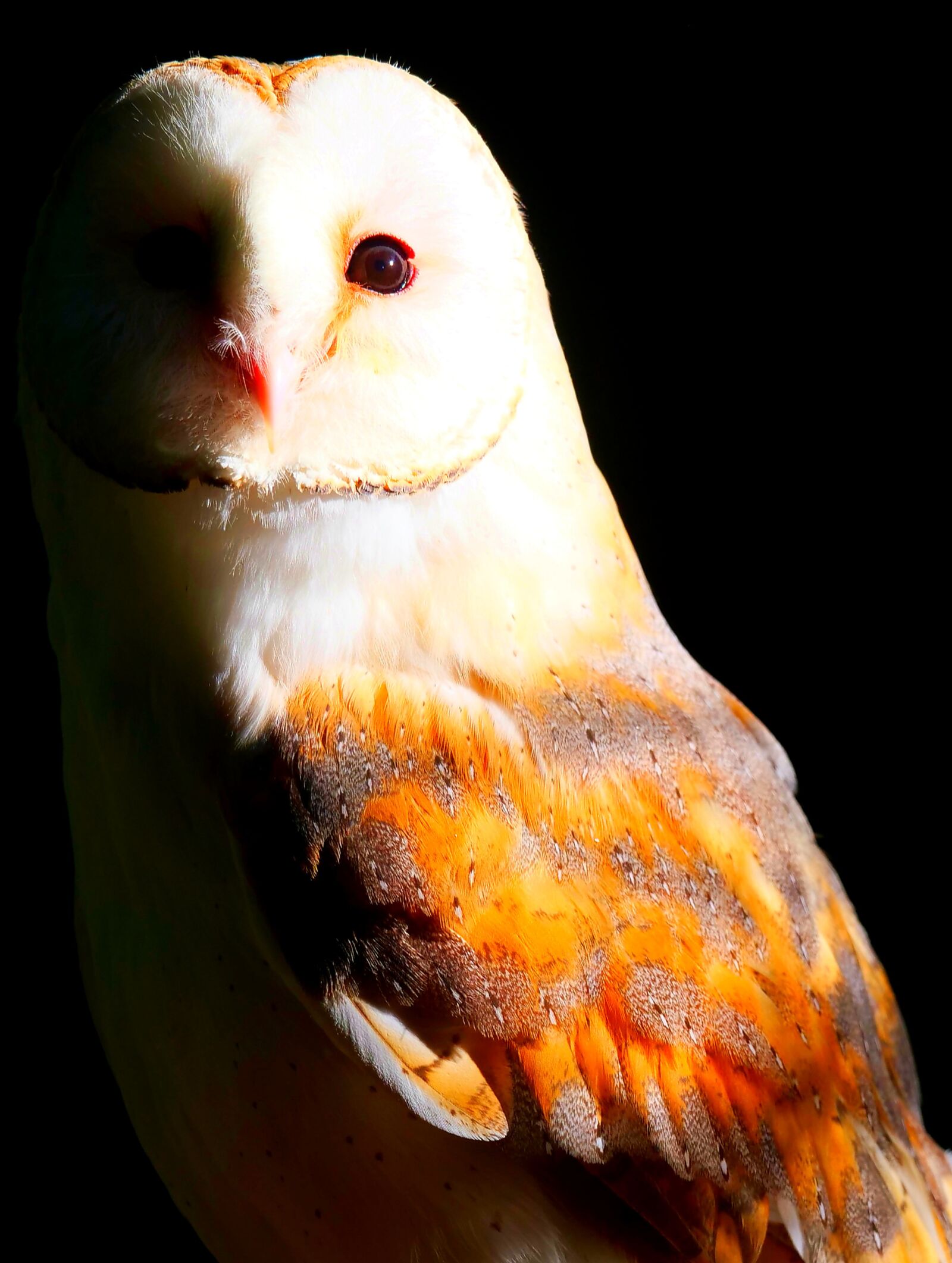Panasonic Lumix DC-G9 sample photo. Barn owl, owl, bird photography