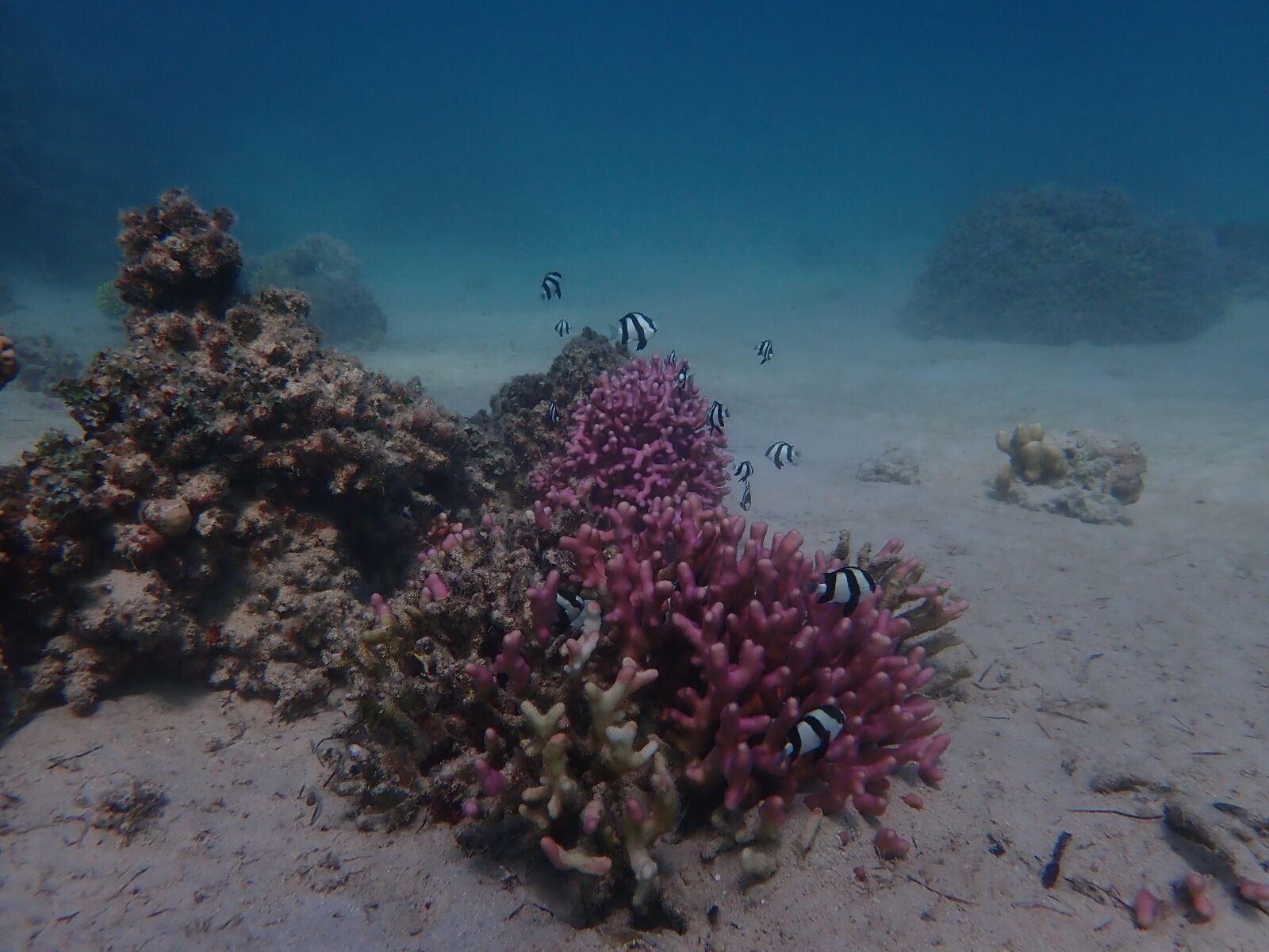 Olympus TG-5 sample photo. Corals, underwater, redsea photography