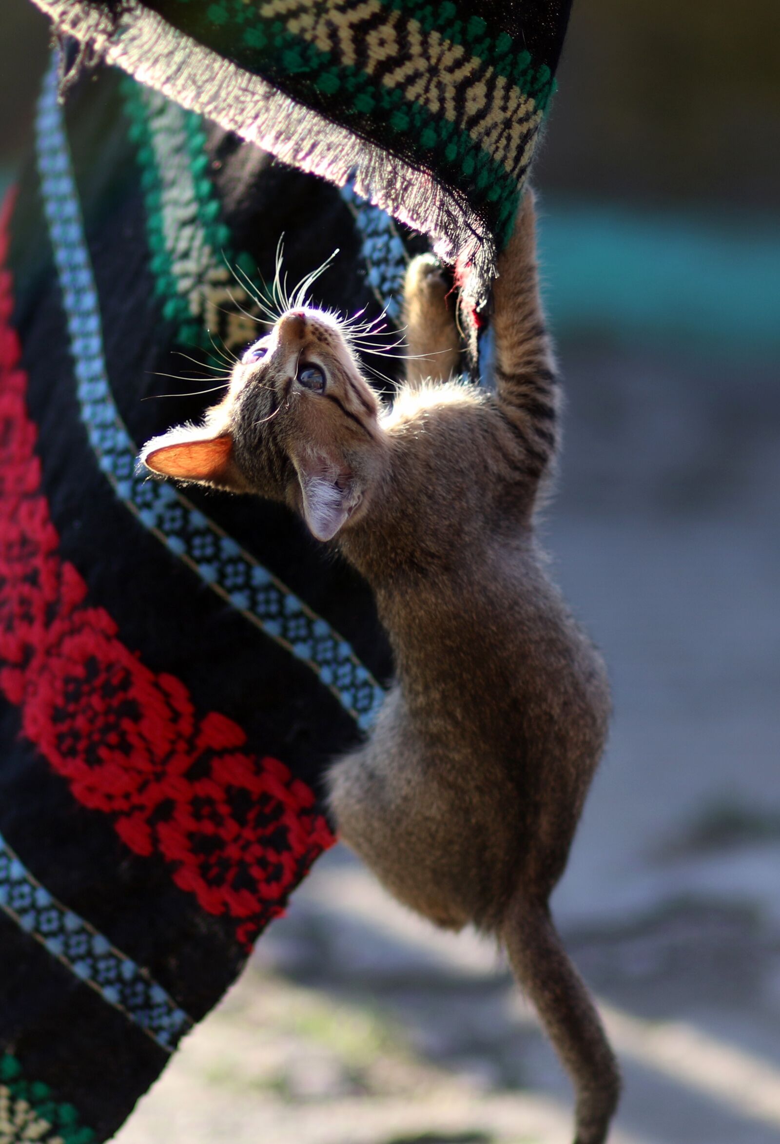 Canon EF 85mm F1.8 USM sample photo. Cat, small, play photography