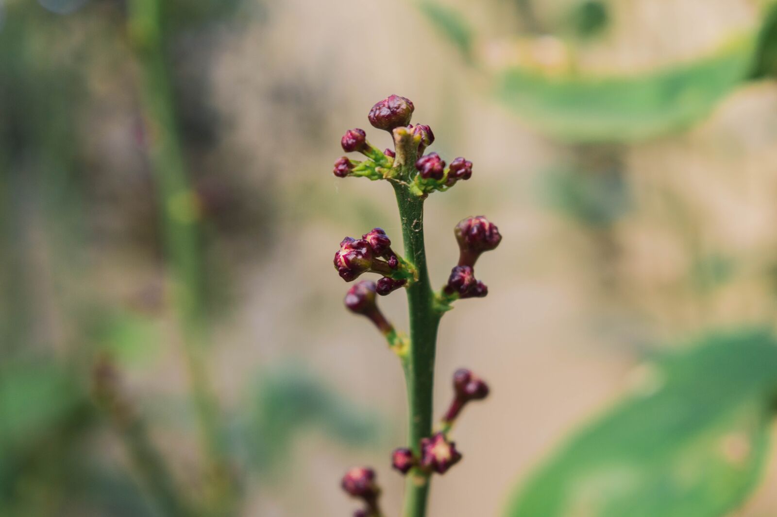 Nikon D3200 sample photo. Nature, green, flower photography