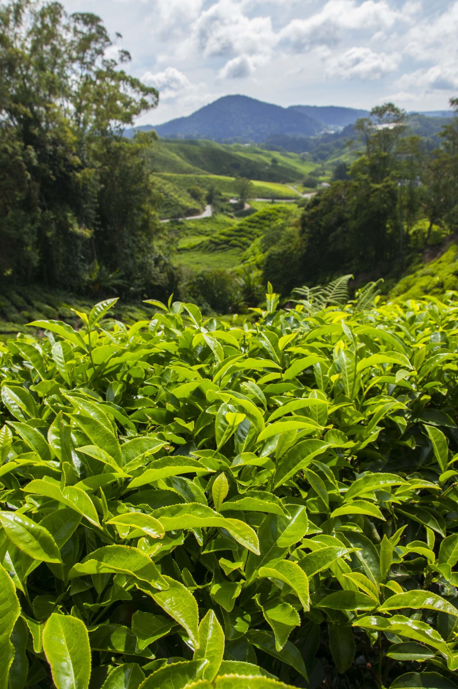 Nikon D300S sample photo. Tea plantation, cameron highlands photography