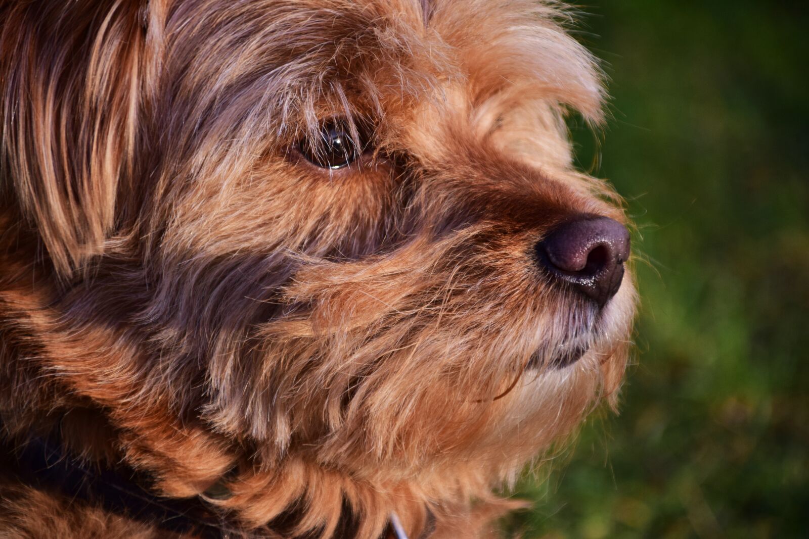 Nikon D3300 sample photo. Dog, hybrid, hairy photography
