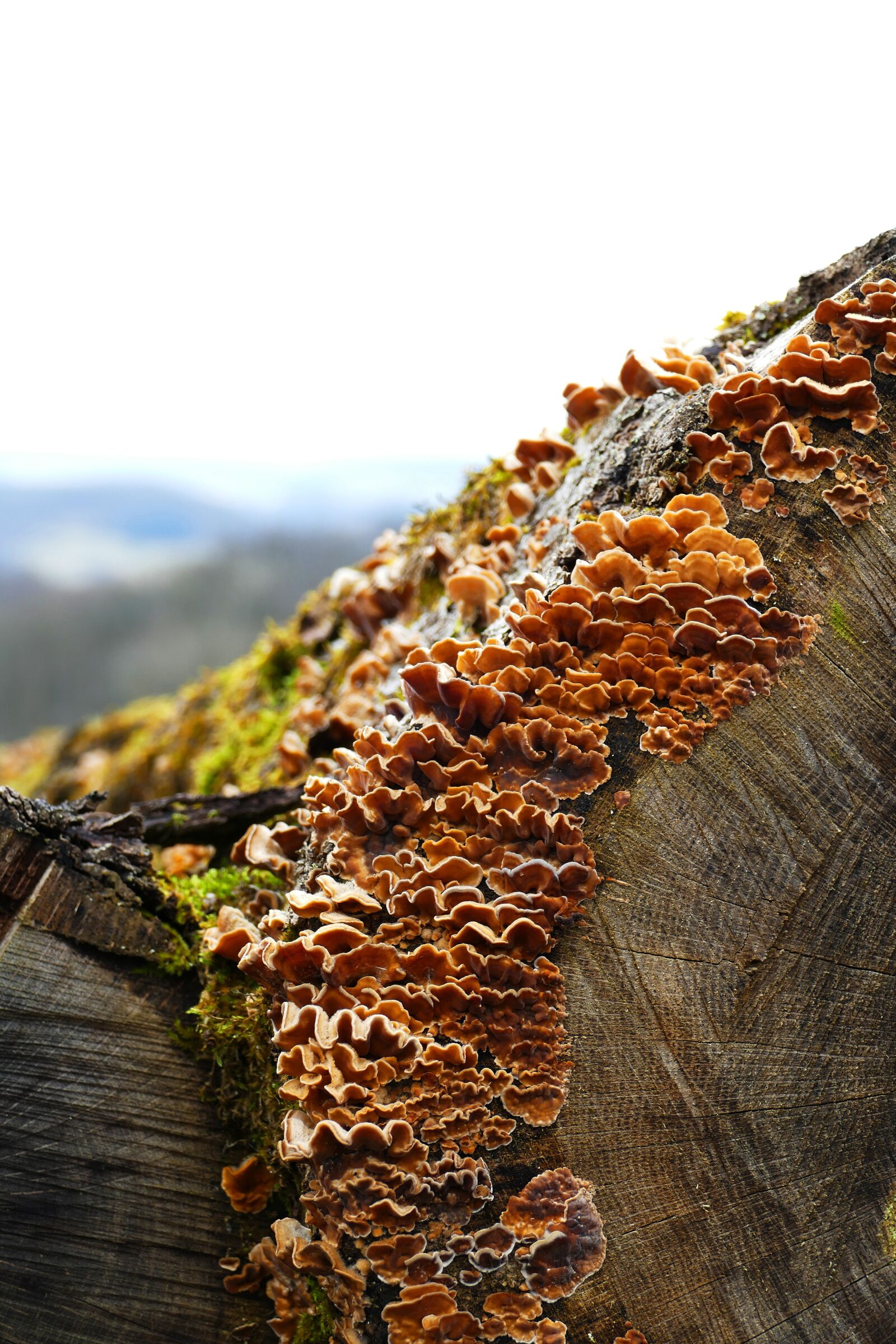 Panasonic Lumix DMC-FZ1000 sample photo. Nature, tree, wood photography