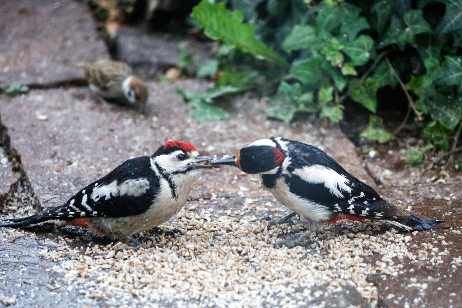 Canon EF 100-400mm F4.5-5.6L IS USM sample photo. Woodpecker, bird, food photography