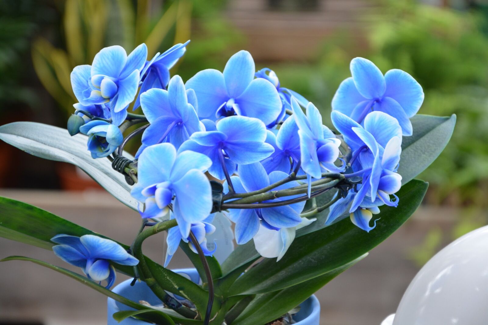 Nikon D5200 sample photo. Flowers orchid, orchids blue photography