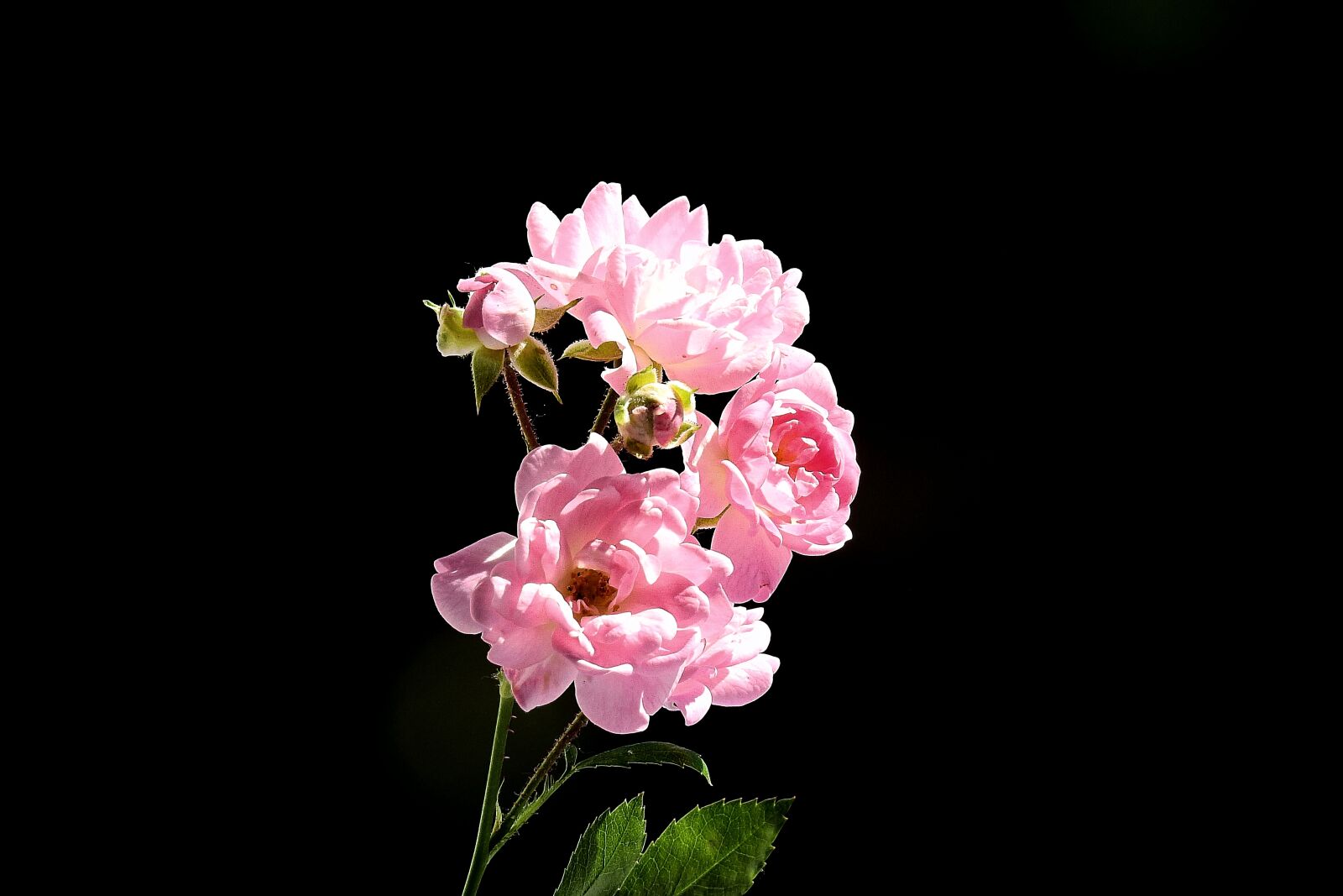 Nikon Coolpix P900 sample photo. Pink rose, nature, garden photography