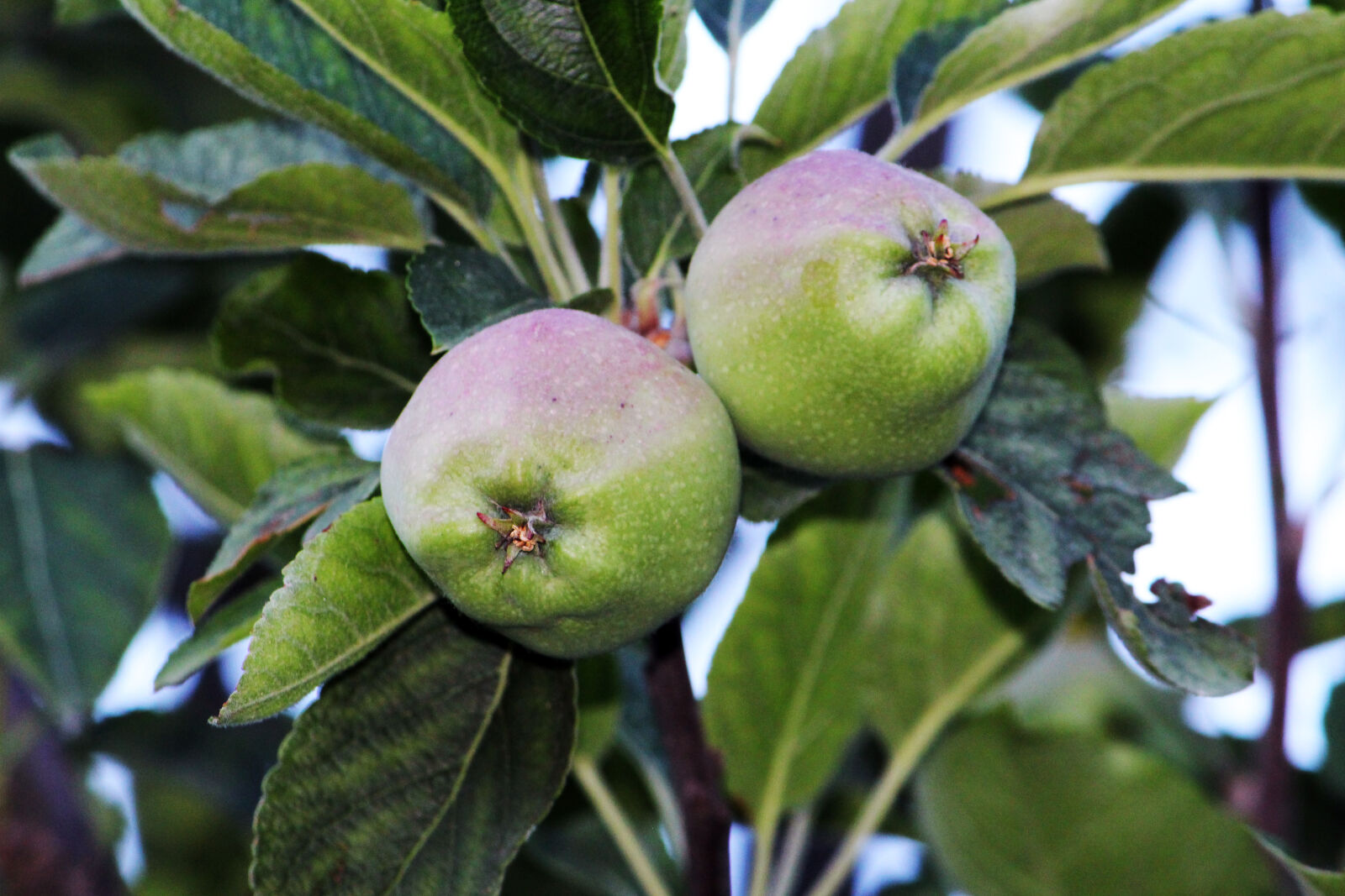 Canon EOS 700D (EOS Rebel T5i / EOS Kiss X7i) sample photo. Apple, fruits, green, green photography