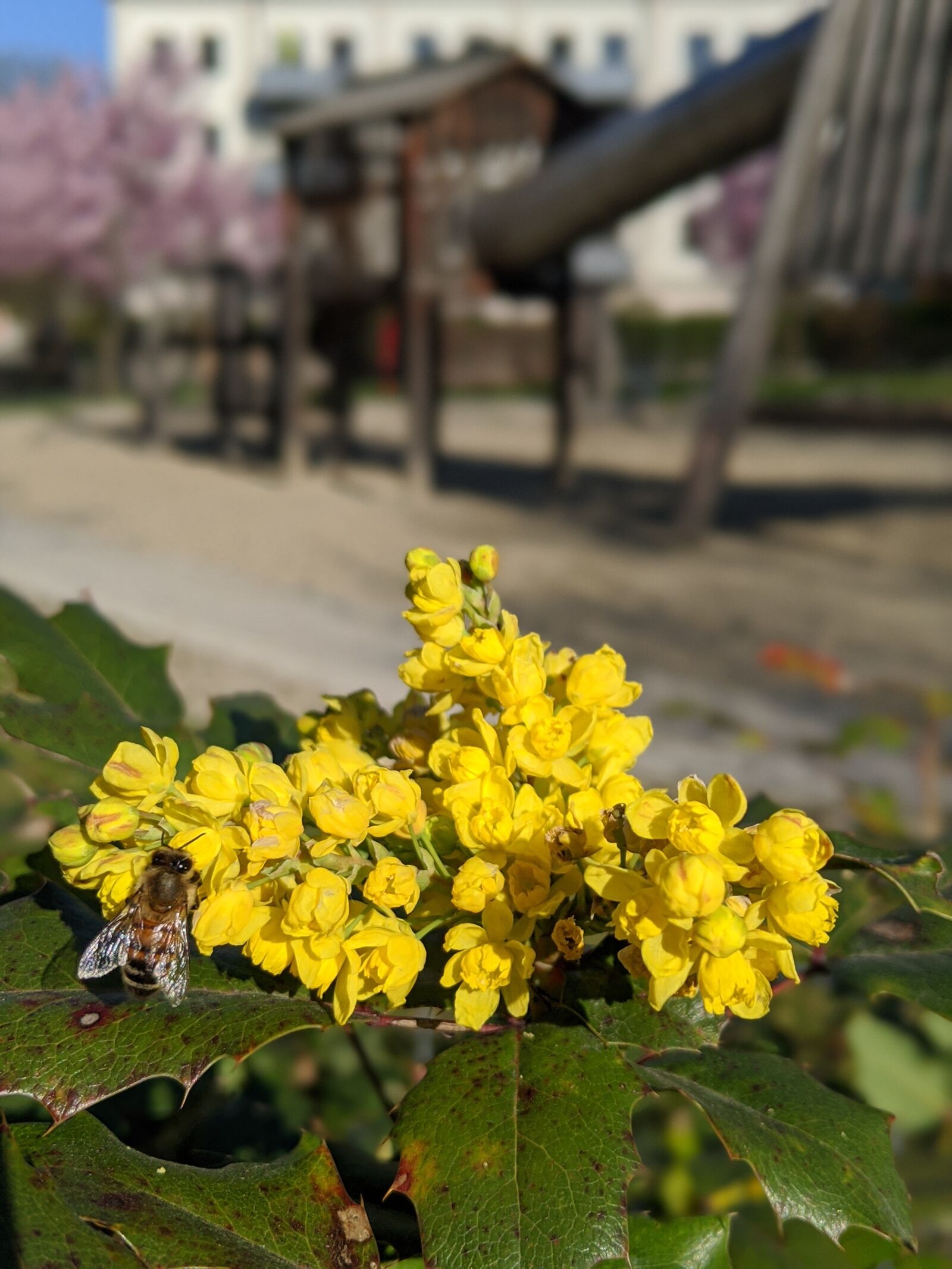 Google Pixel 3 sample photo. Yellow, flower, park photography