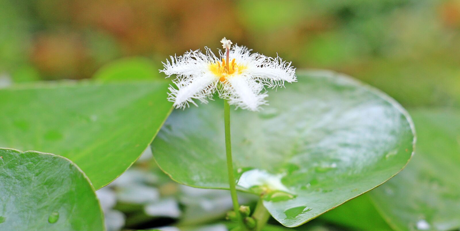 Canon EOS 550D (EOS Rebel T2i / EOS Kiss X4) sample photo. Water lily, dwarf water photography