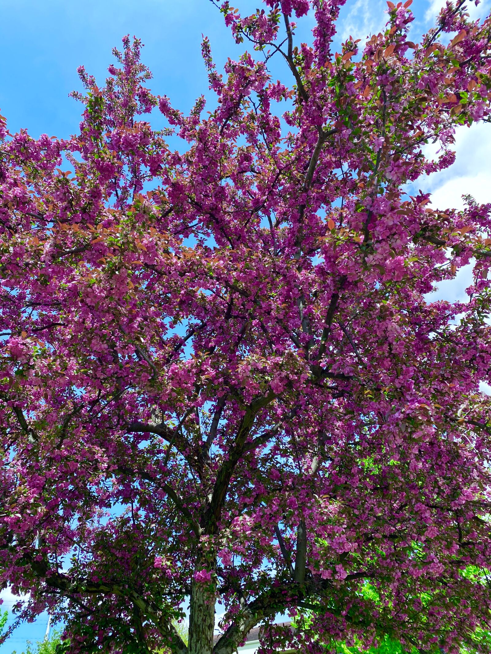 Apple iPhone 11 Pro sample photo. Purple, flower, tree photography