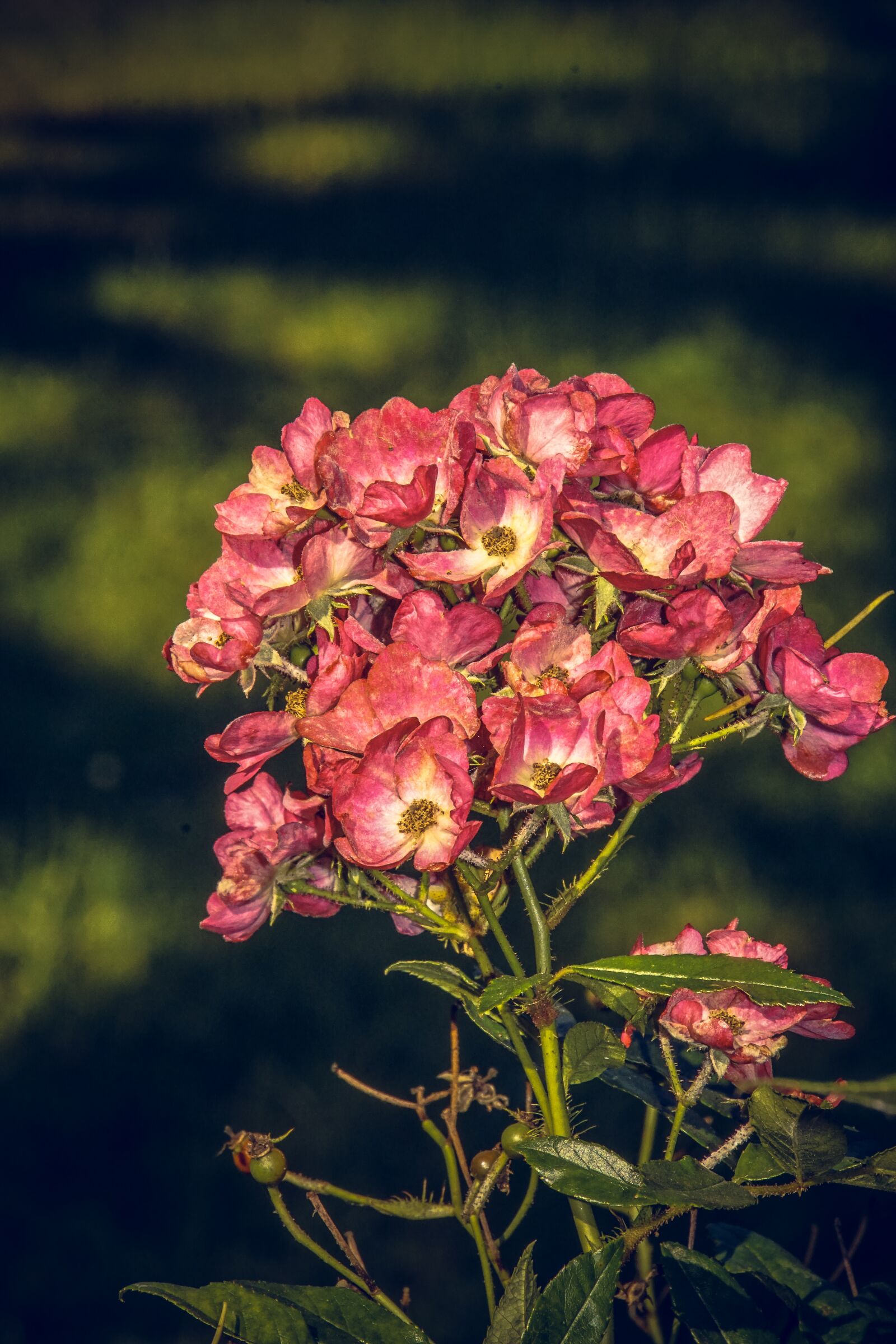 Sony ILCA-77M2 sample photo. Rose, blossom, bloom photography