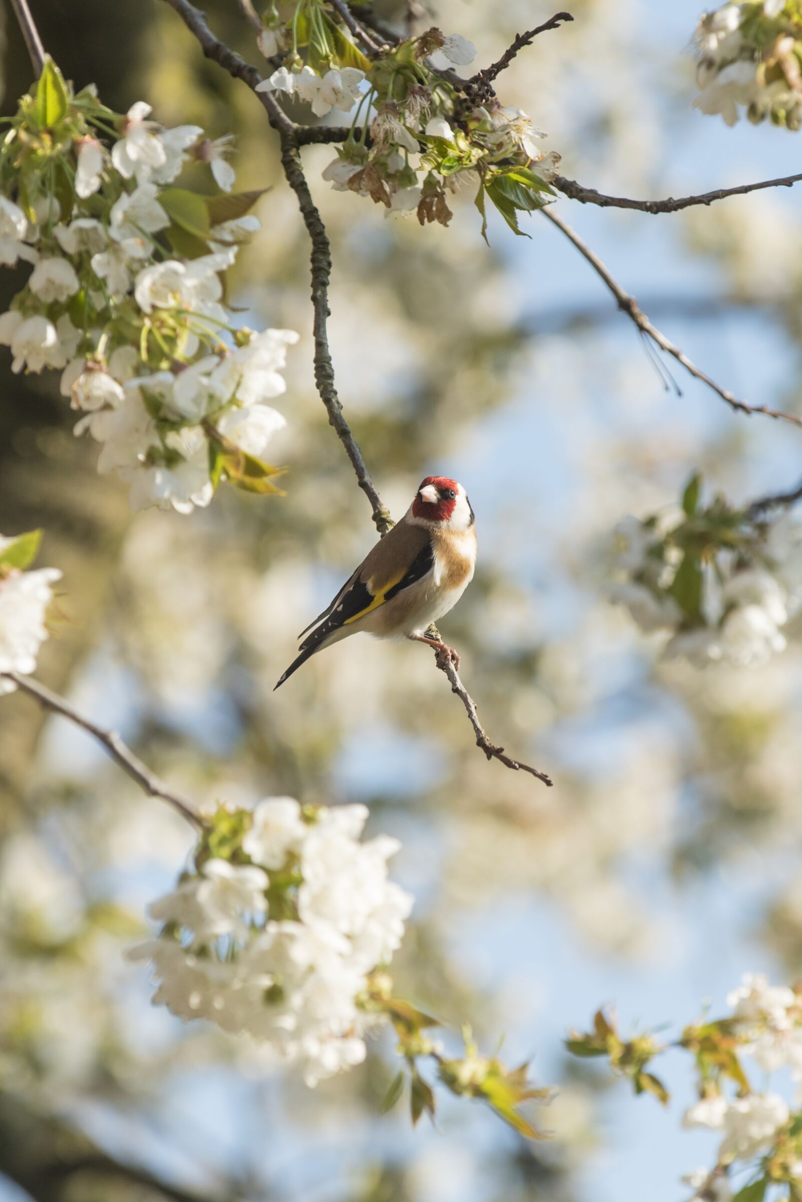 Nikon D750 sample photo. Stieglitz, goldfinch, bird photography