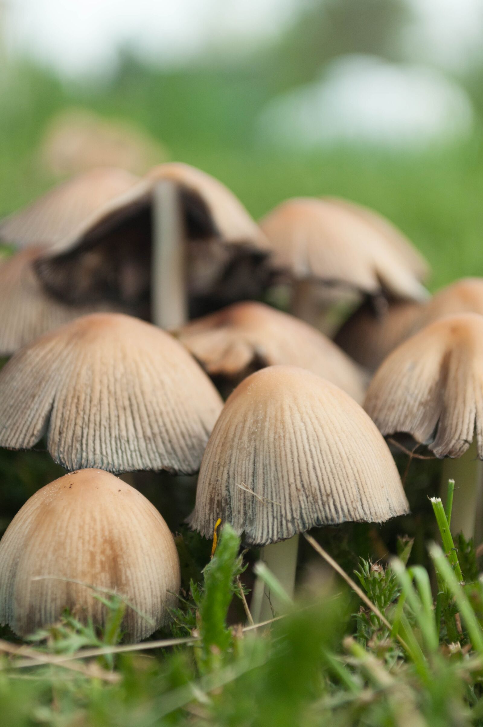 Nikon D5000 sample photo. Mushroom, grass, nature photography