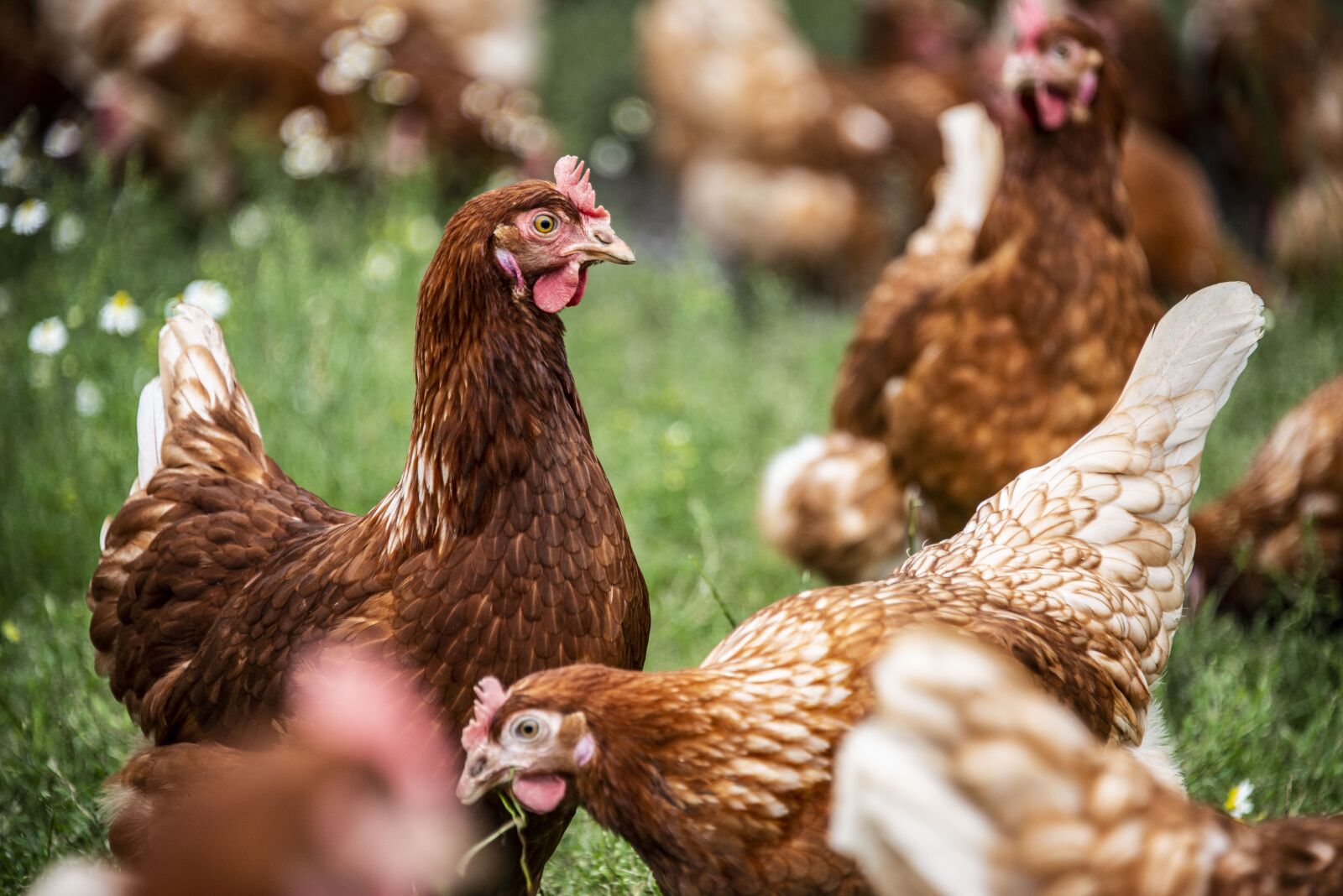 Nikon D800 sample photo. Hen, bio, poultry photography