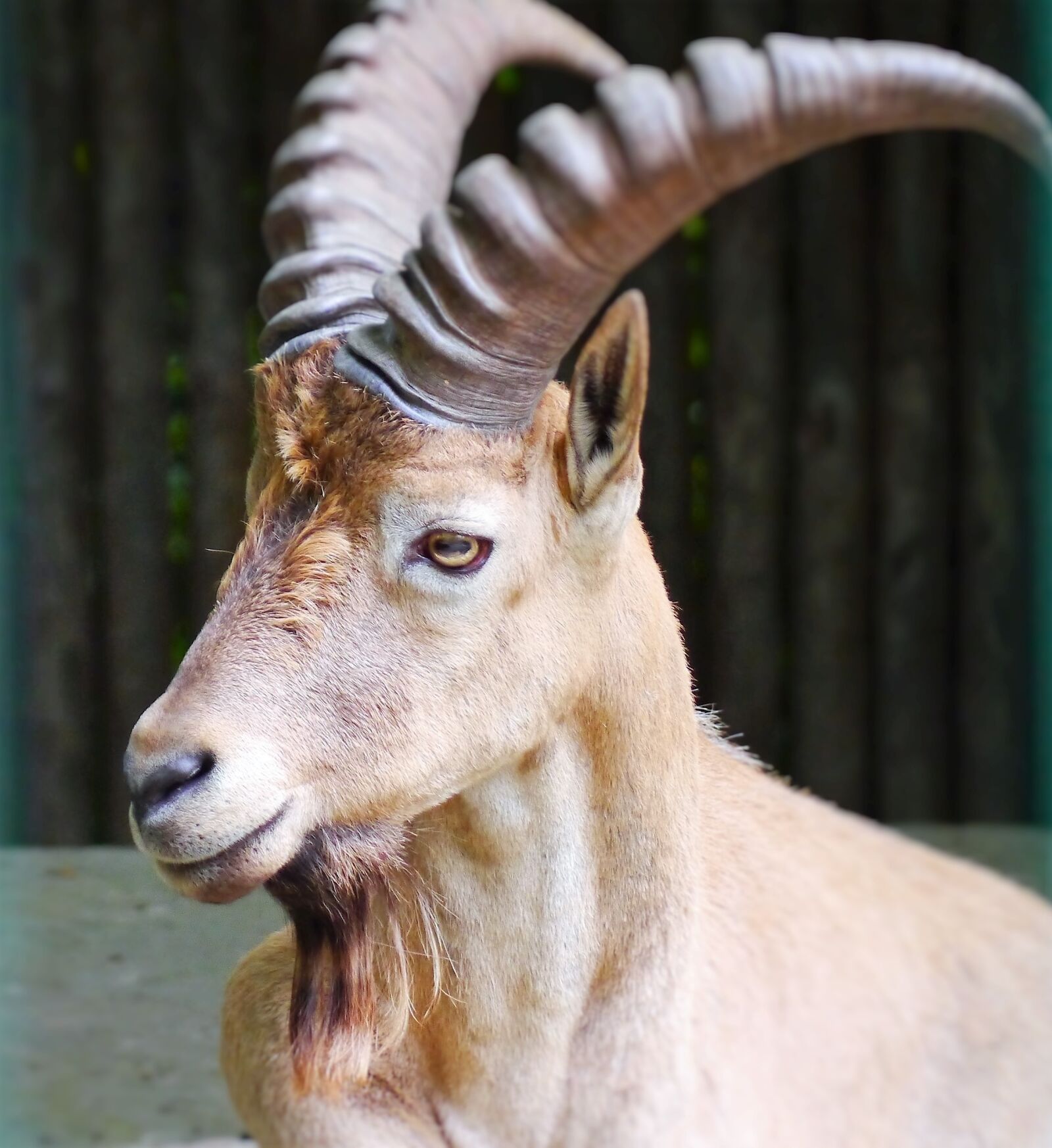 Panasonic Lumix DMC-G3 sample photo. Capricorn, alpine ibex, horns photography