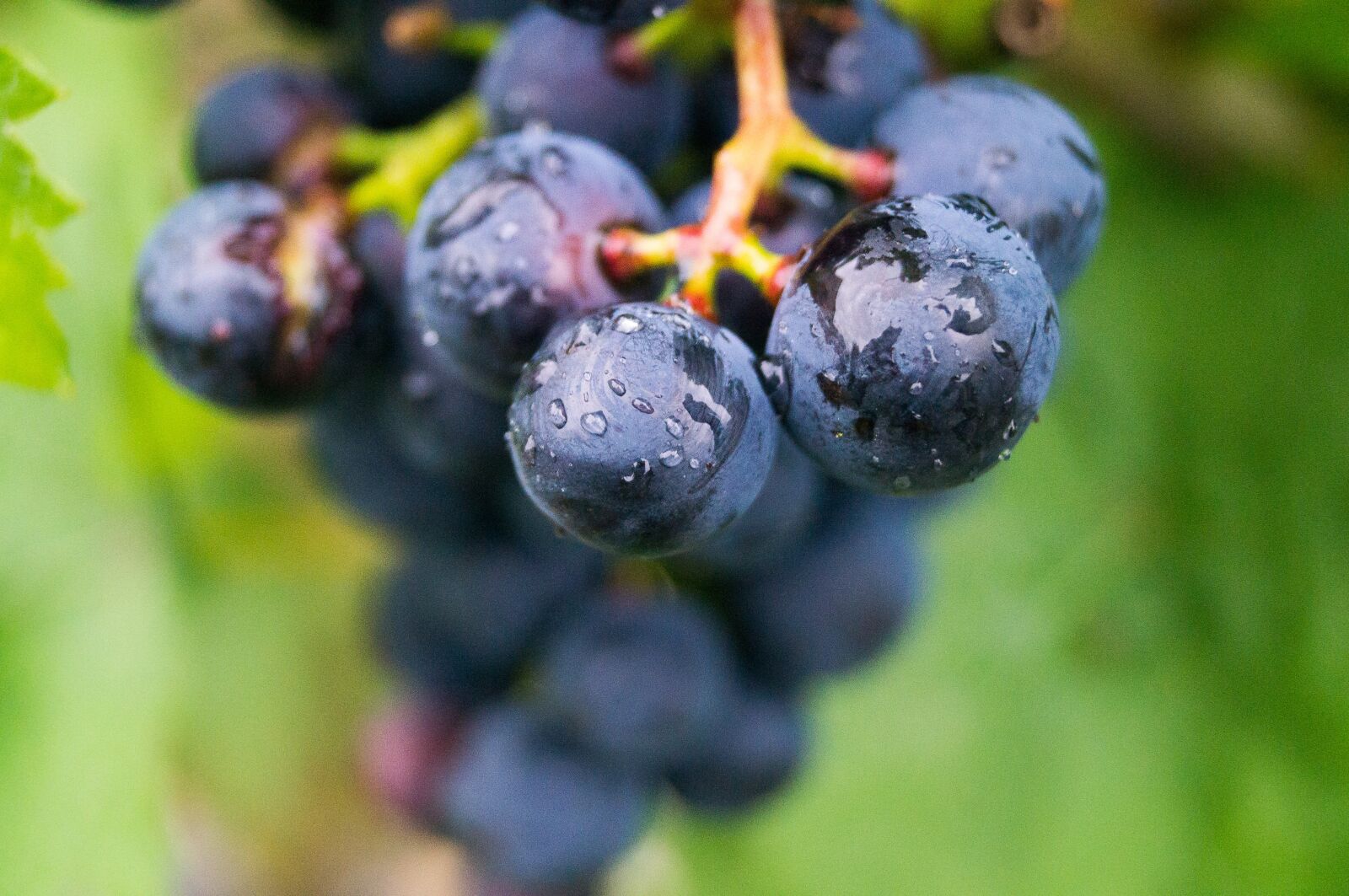 Sony SLT-A57 sample photo. Grape, wine, festival photography
