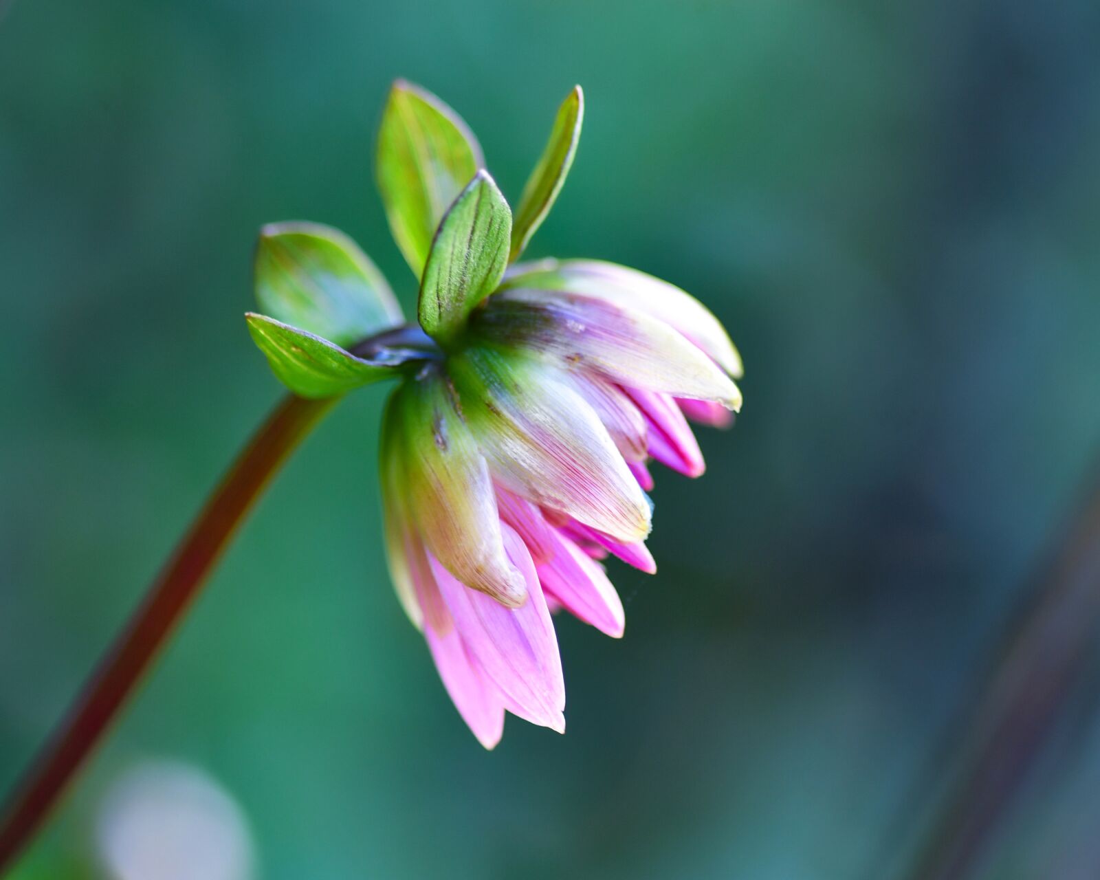 Nikon D500 sample photo. Flower, petals, stem photography