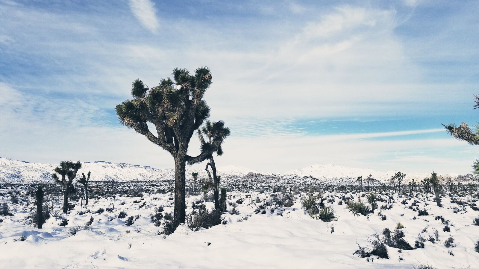 Samsung Galaxy S8+ sample photo. Snow, cactus, landscape photography
