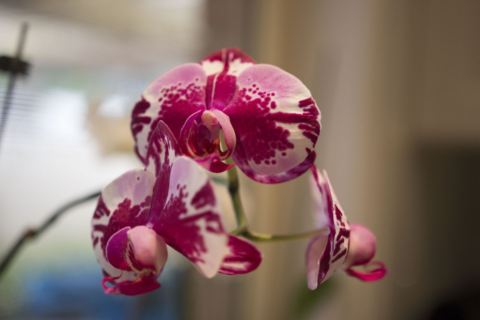 Canon EOS 700D (EOS Rebel T5i / EOS Kiss X7i) sample photo. Flower, orchids, bloom photography