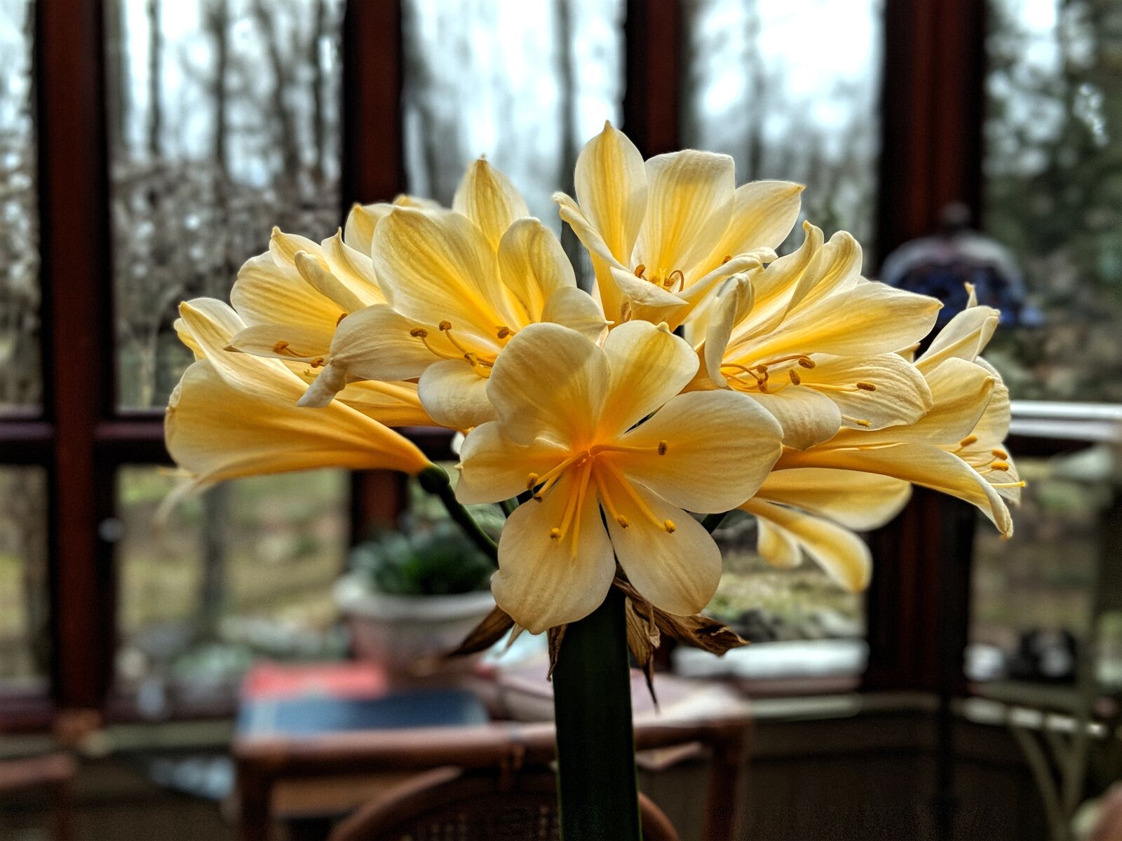 Google Pixel 2 XL sample photo. Flower, bloom, spring photography