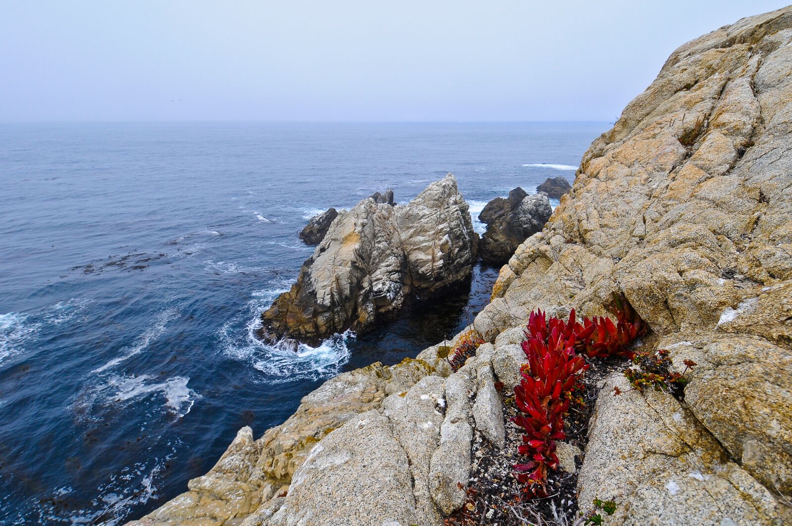 Nikon D300 sample photo. Big sur, flower, cliffs photography