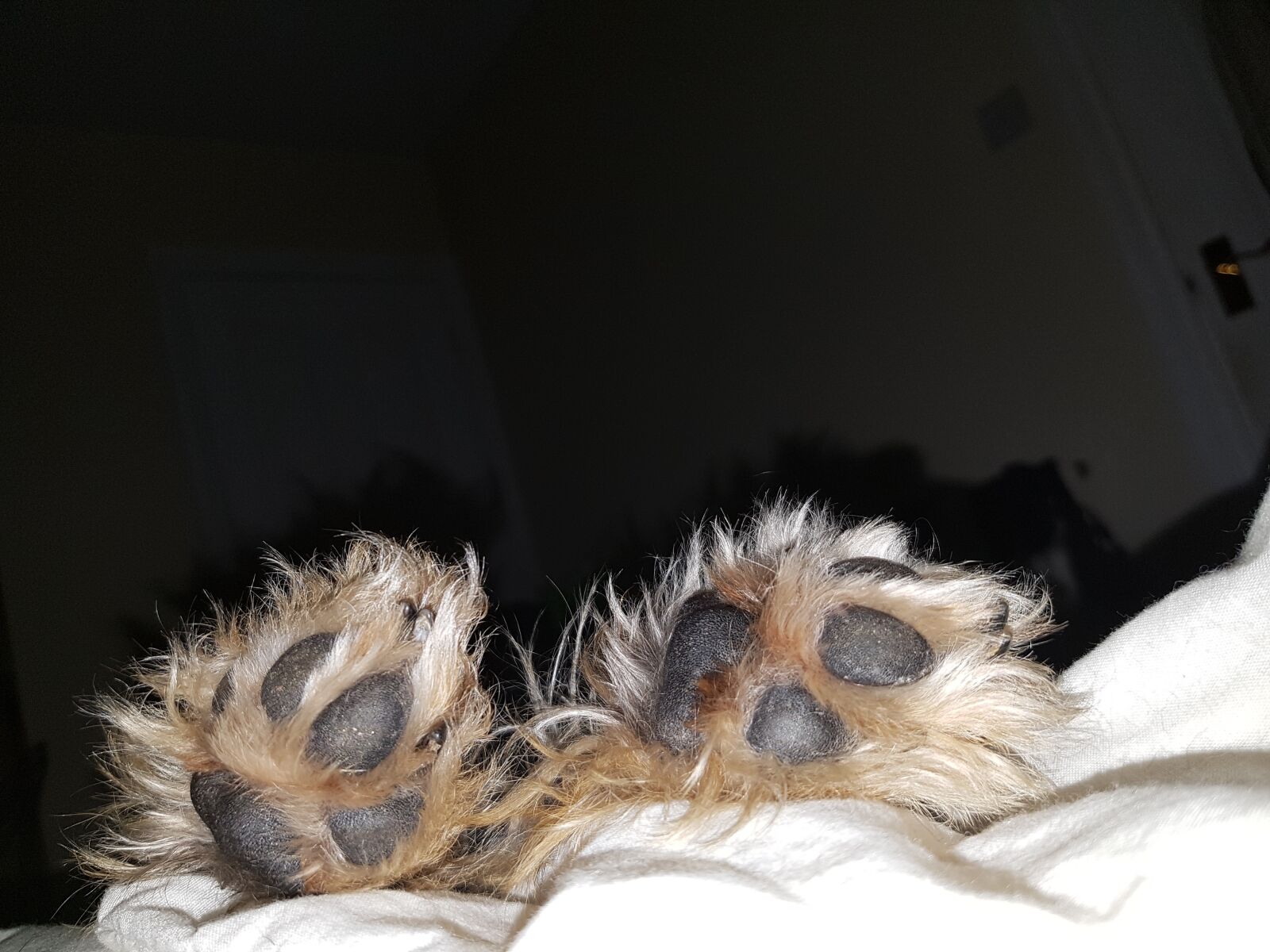 Samsung Galaxy S7 sample photo. Cute dog, dog, funny photography