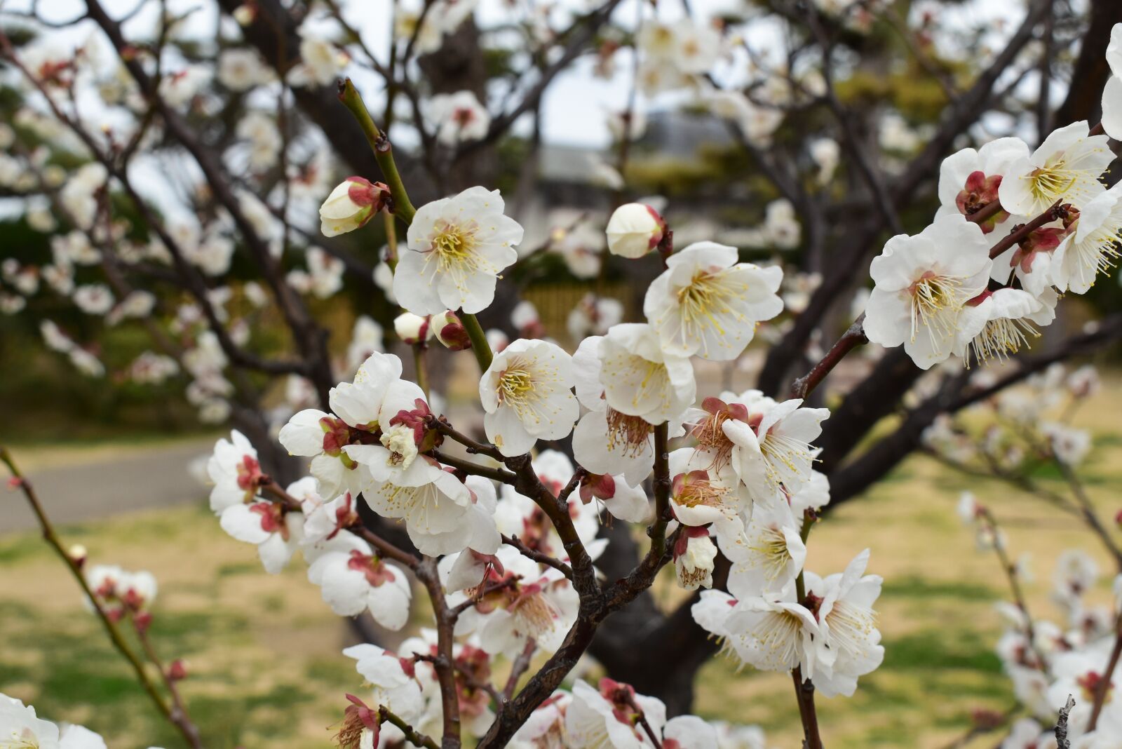 Nikon D5600 sample photo. Japan, spring, apple blossoms photography